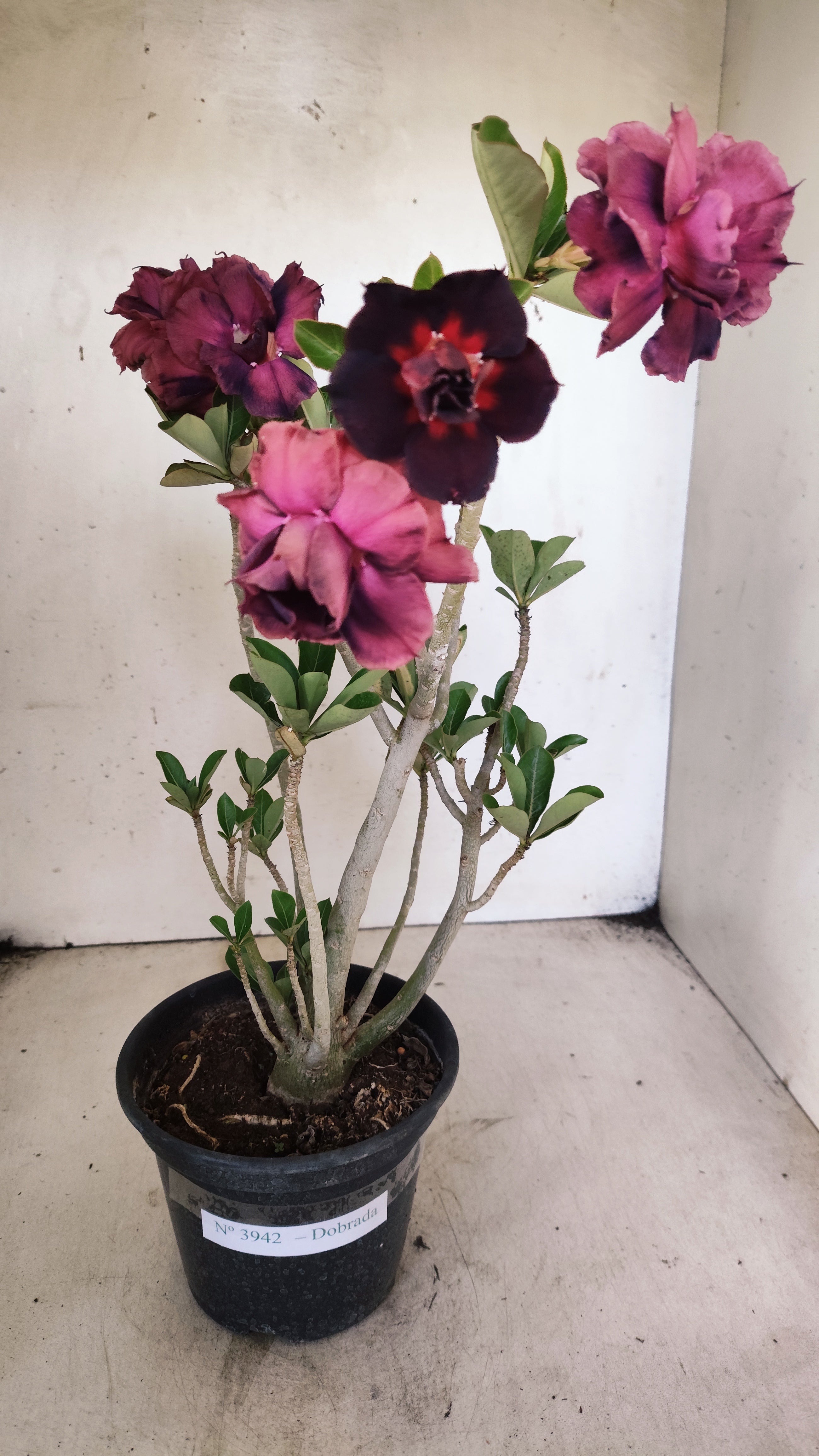 Planta Dobrada 3942 – 30cm – 02 anos