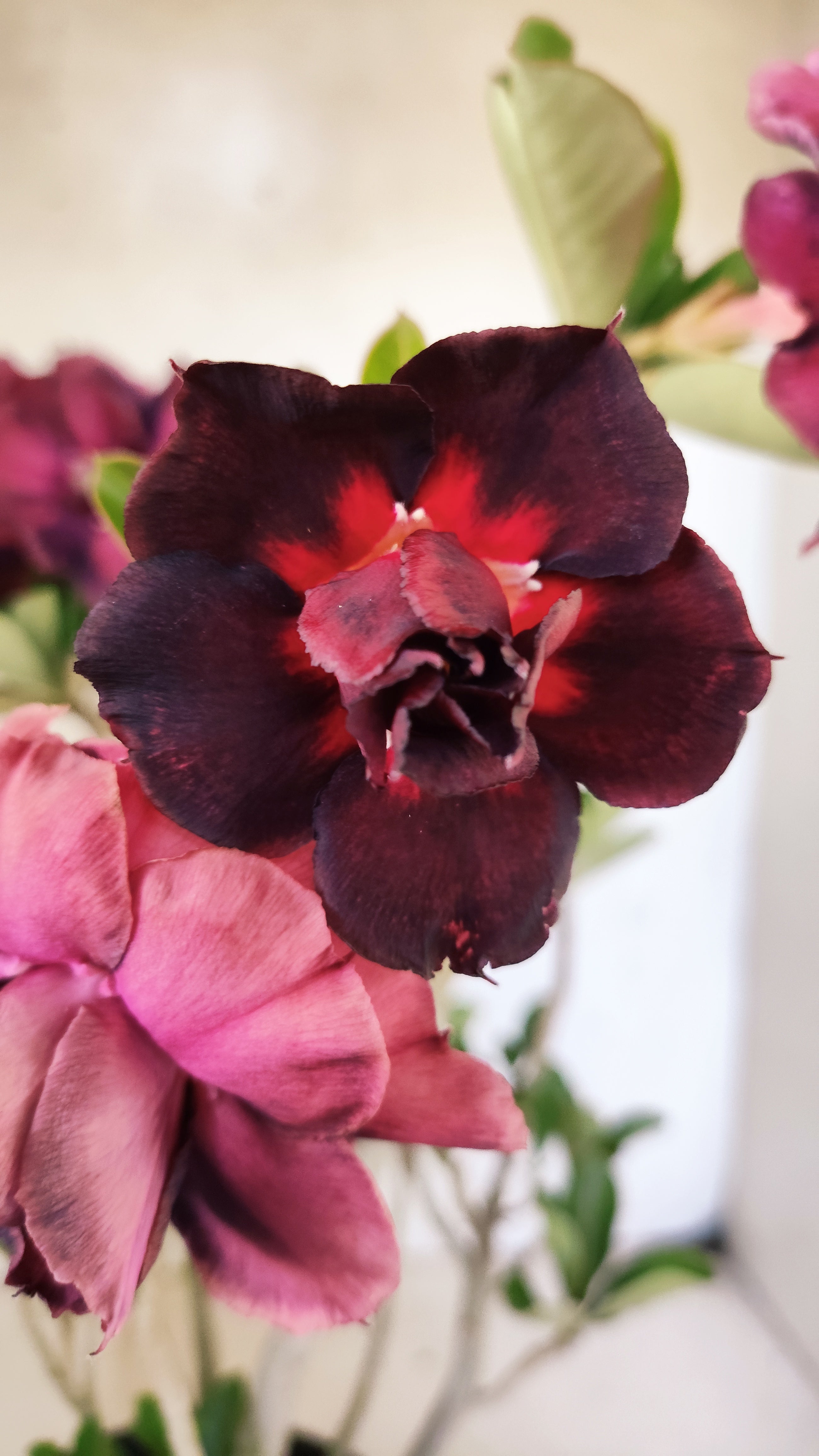 Planta Dobrada 3942 – 30cm – 02 anos
