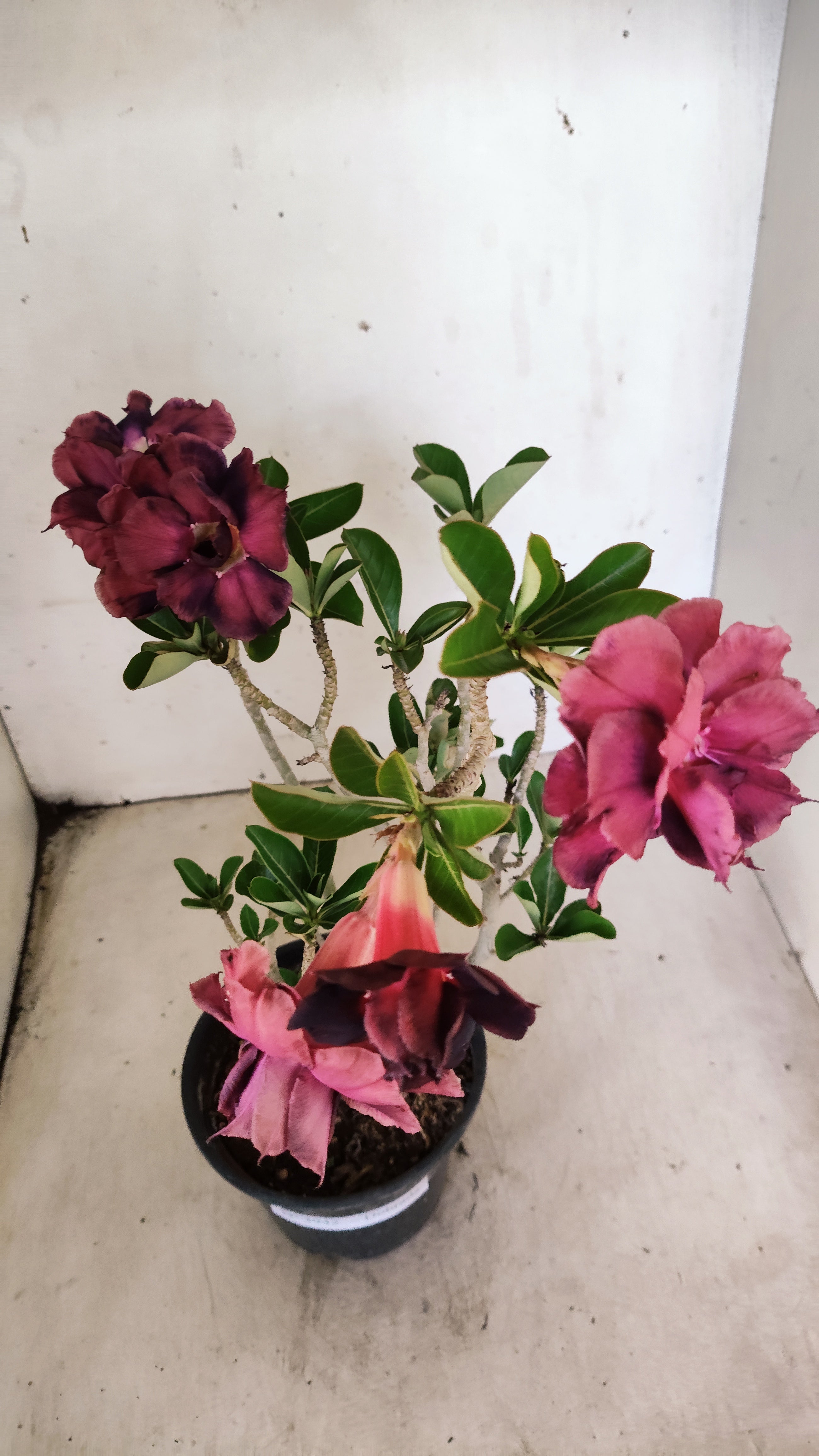 Planta Dobrada 3942 – 30cm – 02 anos