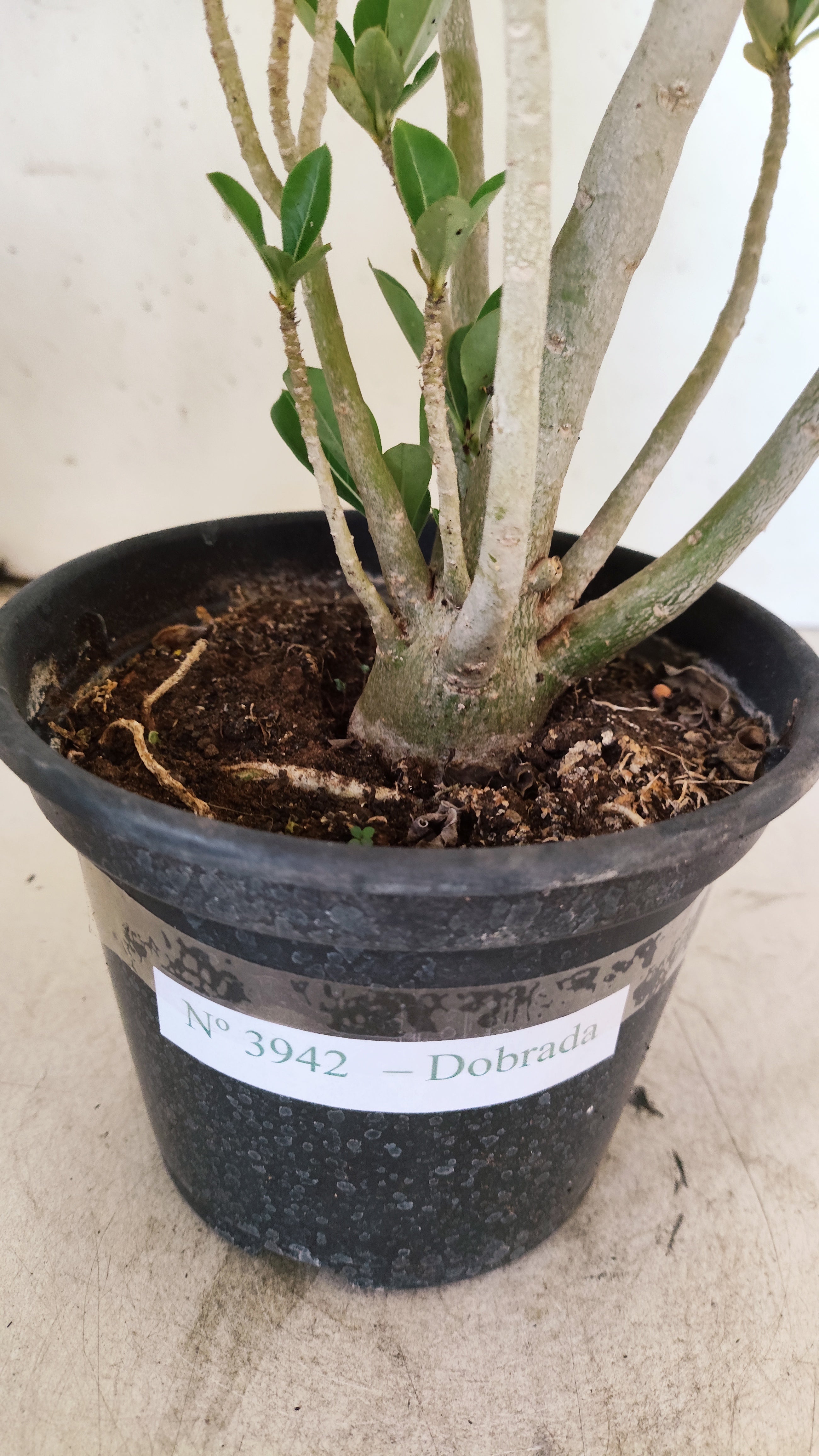 Planta Dobrada 3942 – 30cm – 02 anos