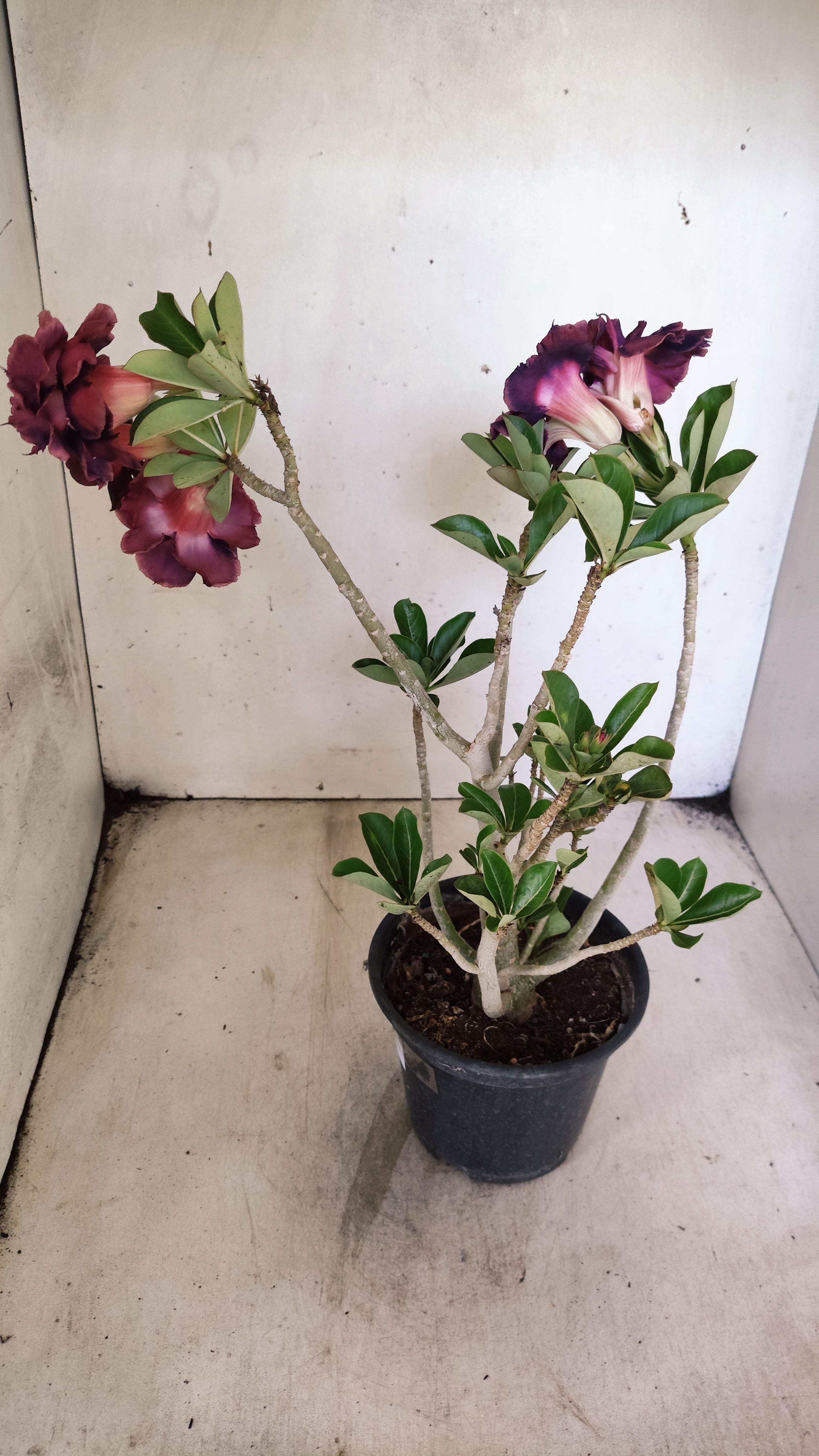Planta Dobrada 3942 – 30cm – 02 anos