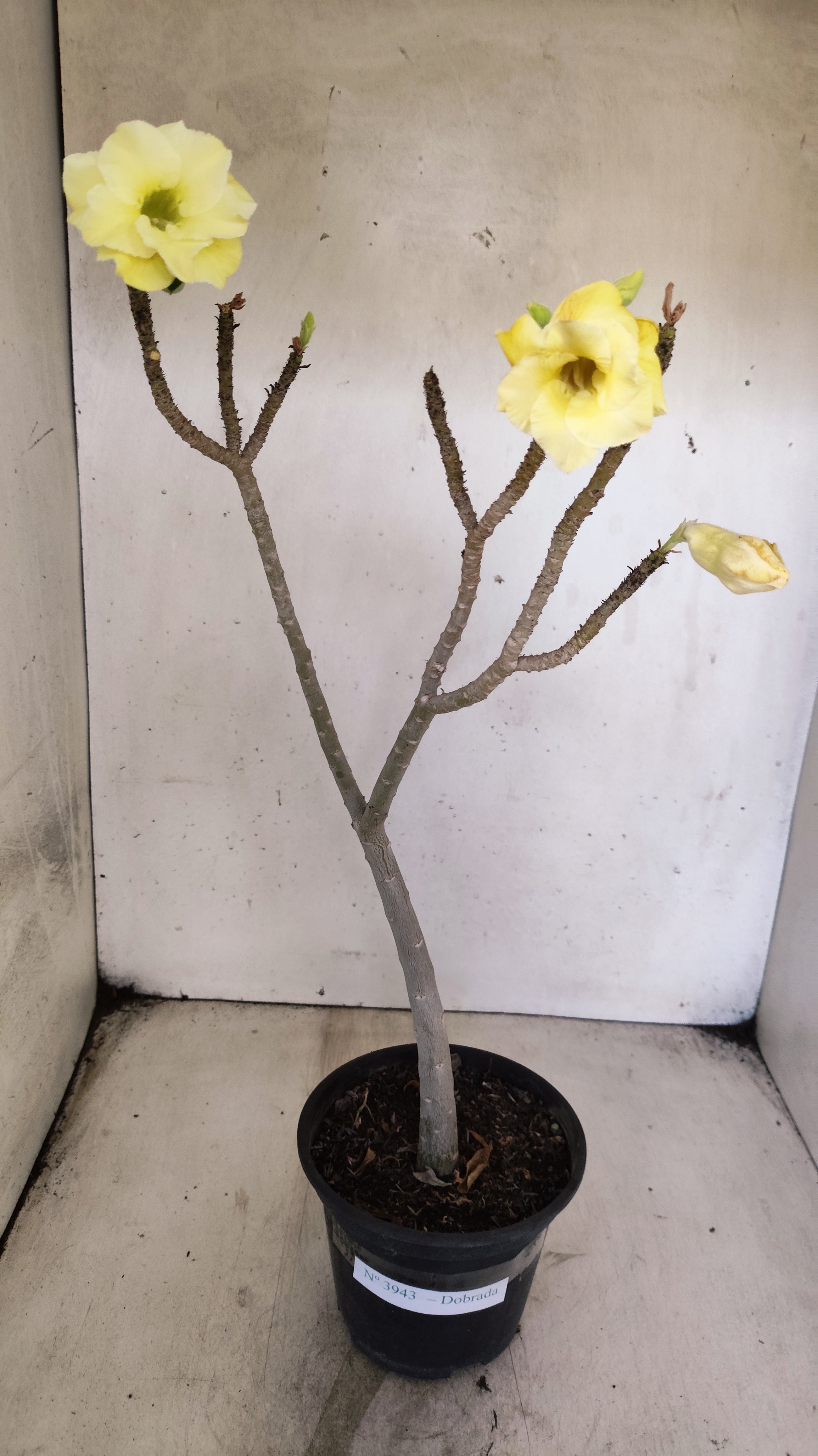 Planta Dobrada 3943 – 30cm – 02 anos