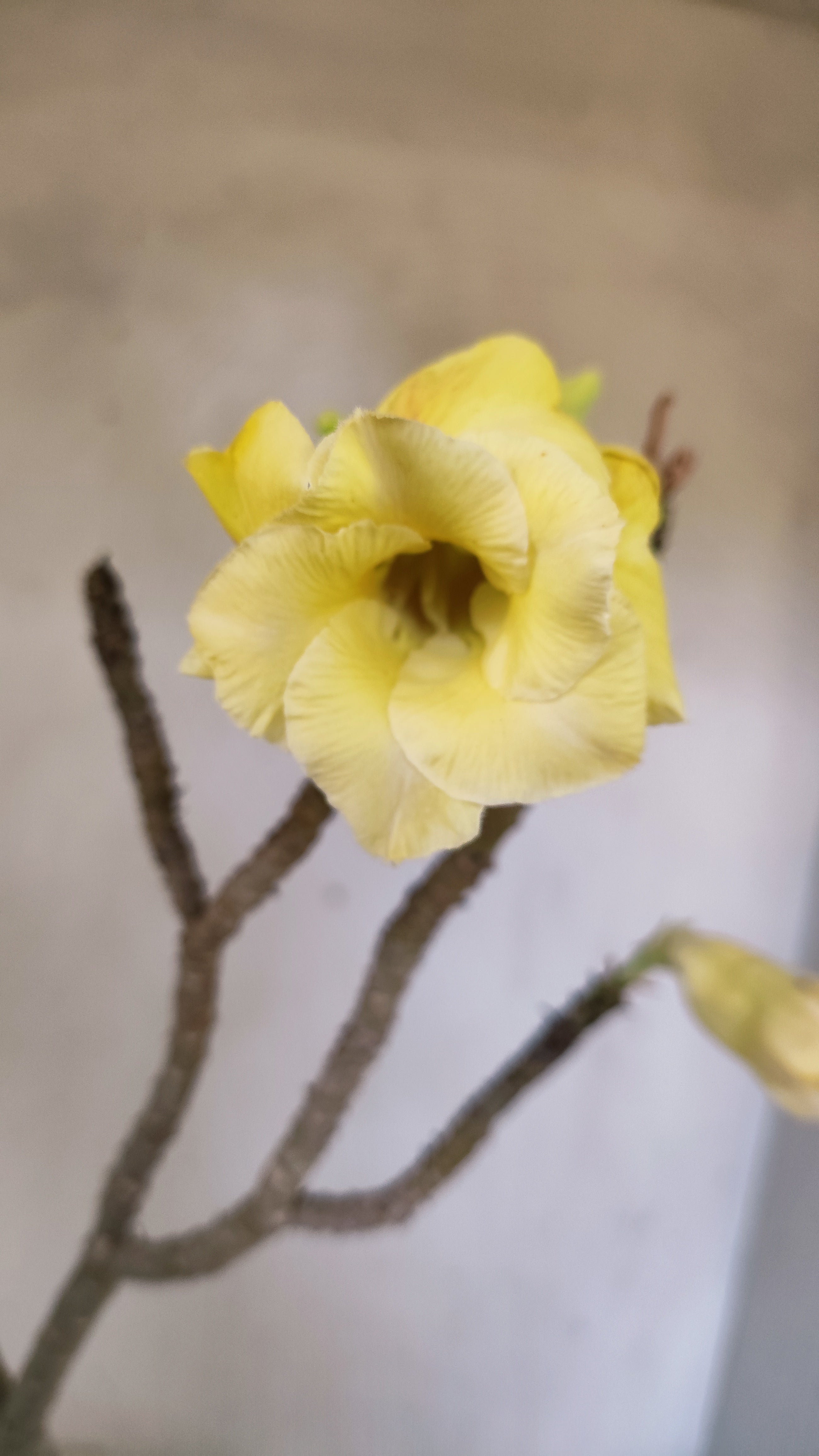 Planta Dobrada 3943 – 30cm – 02 anos