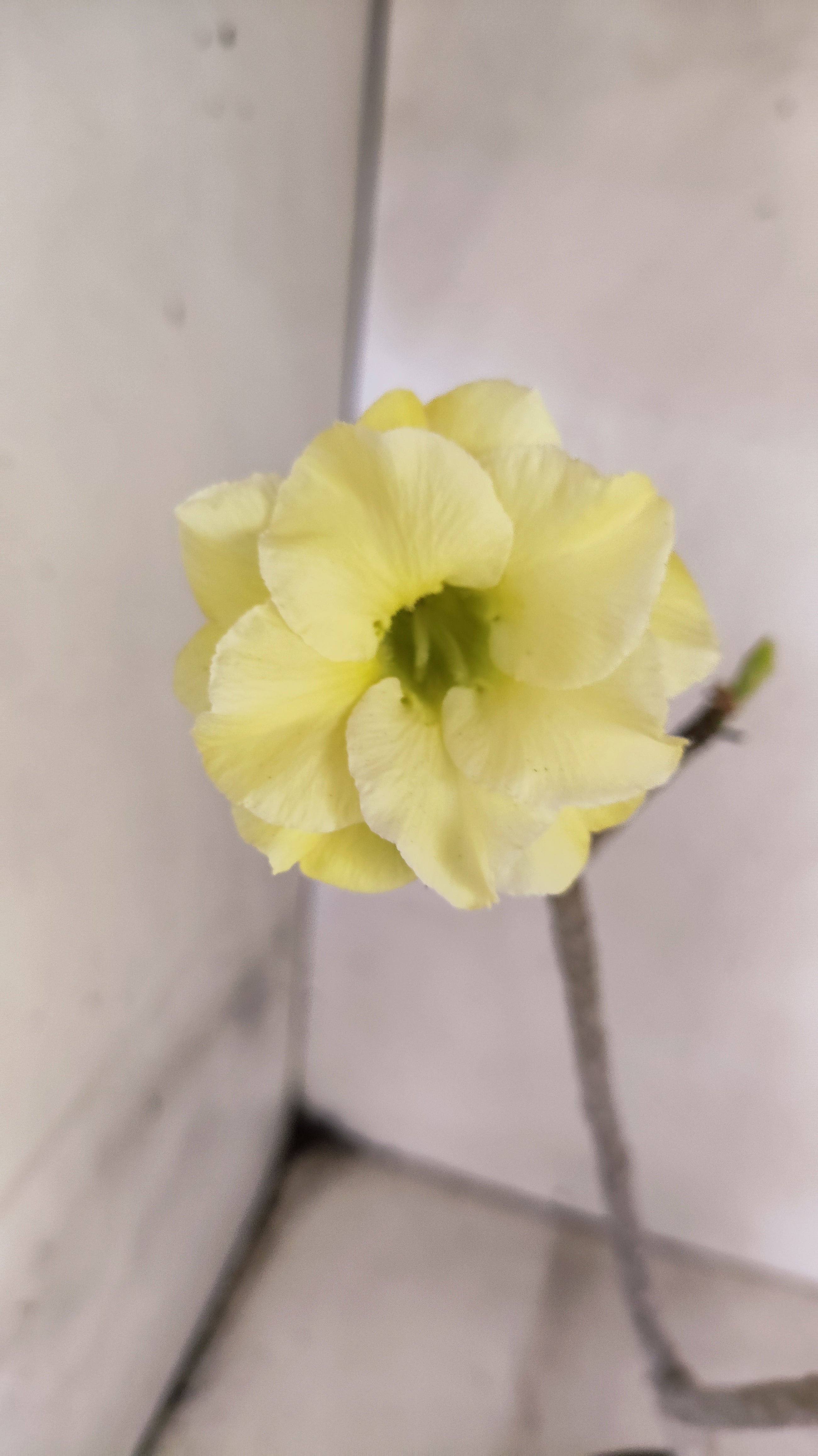 Planta Dobrada 3943 – 30cm – 02 anos