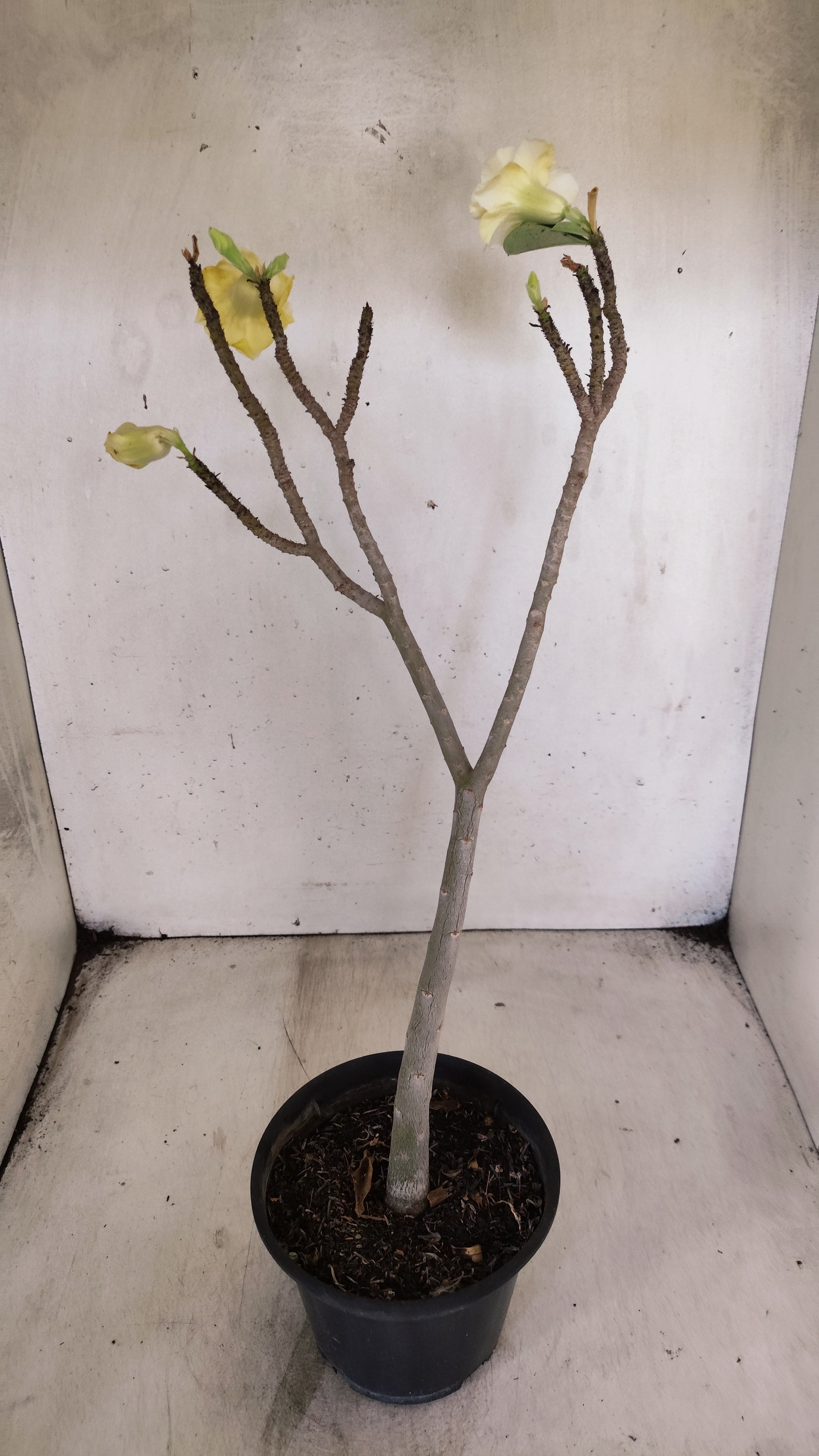 Planta Dobrada 3943 – 30cm – 02 anos