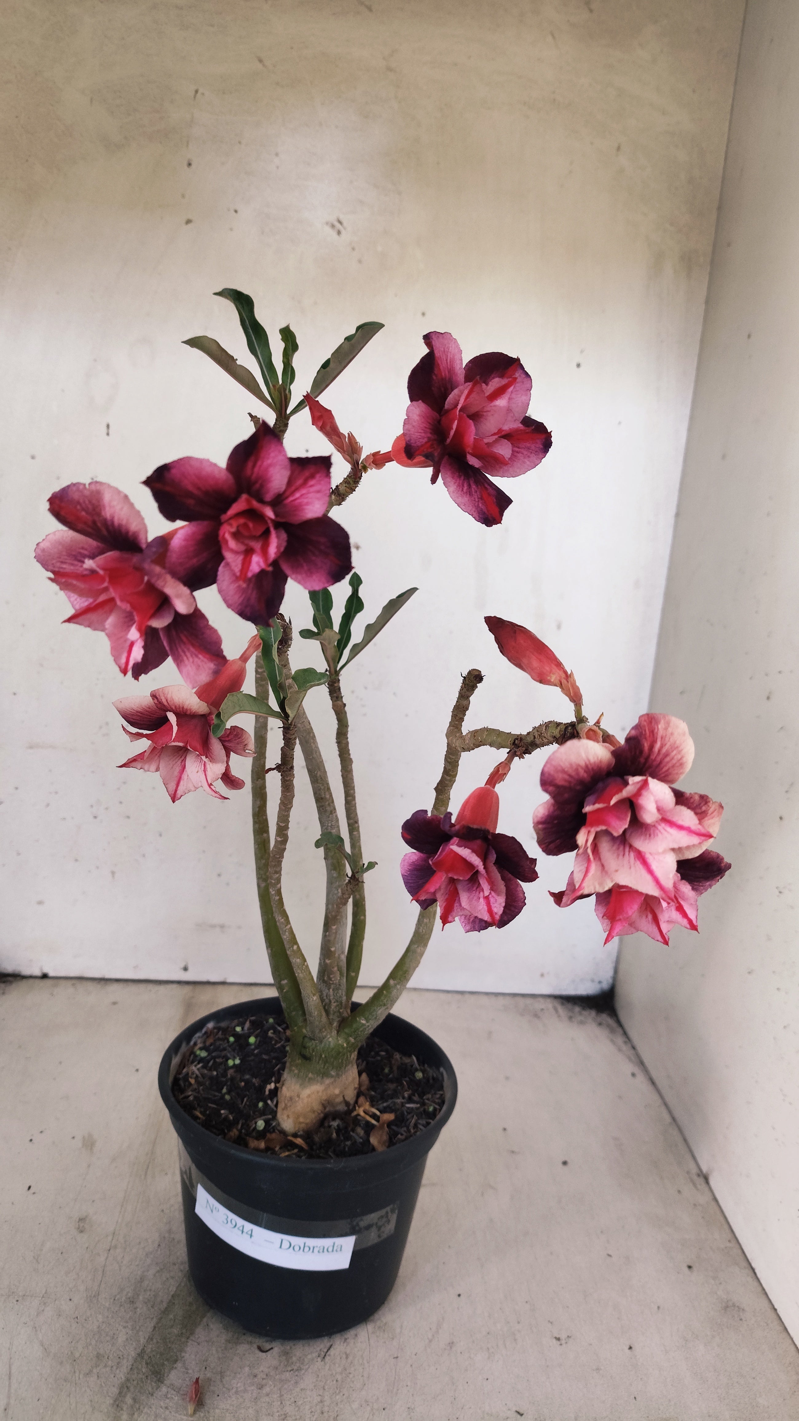 Planta Dobrada 3944 – 35cm – 03 anos