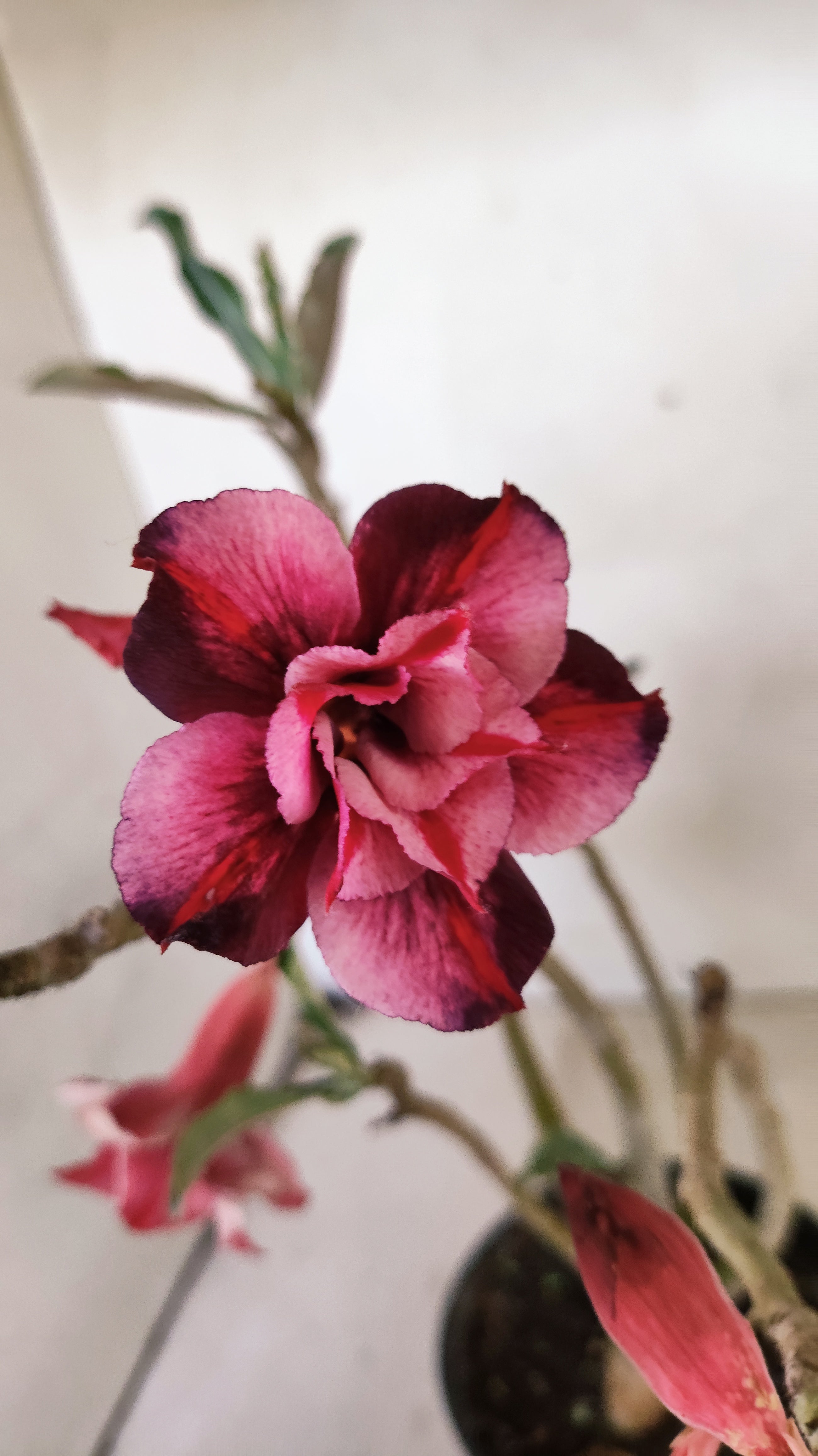 Planta Dobrada 3944 – 35cm – 03 anos