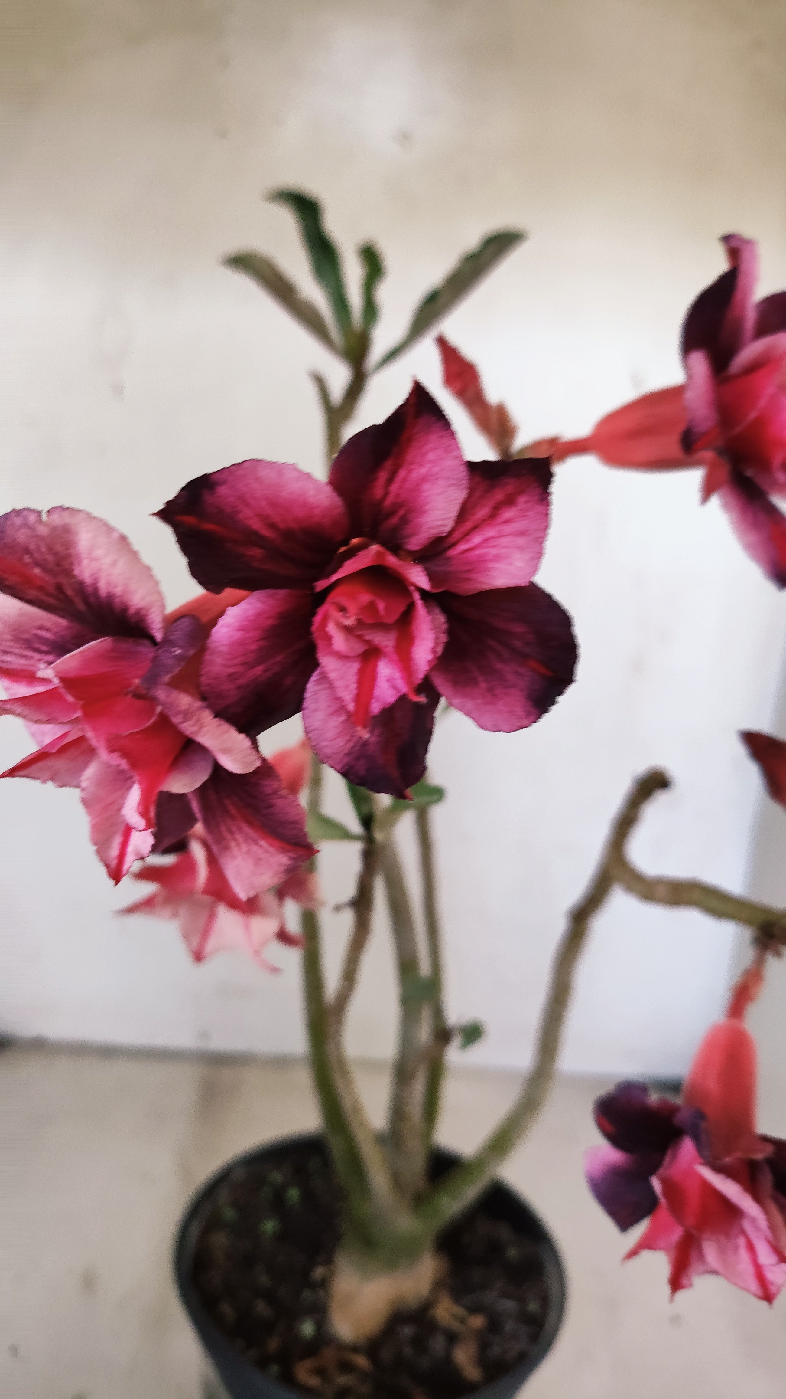 Planta Dobrada 3944 – 35cm – 03 anos