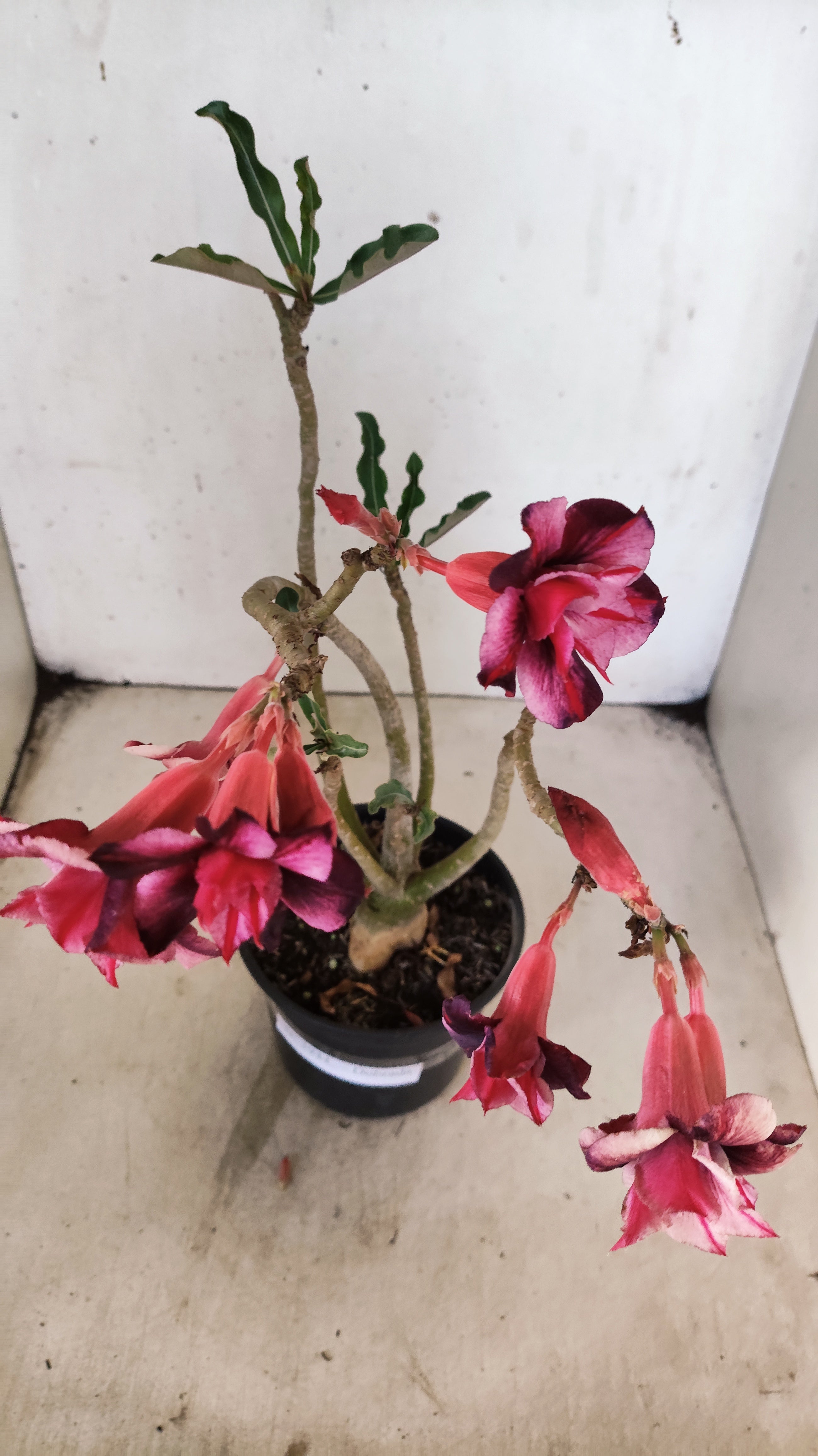 Planta Dobrada 3944 – 35cm – 03 anos