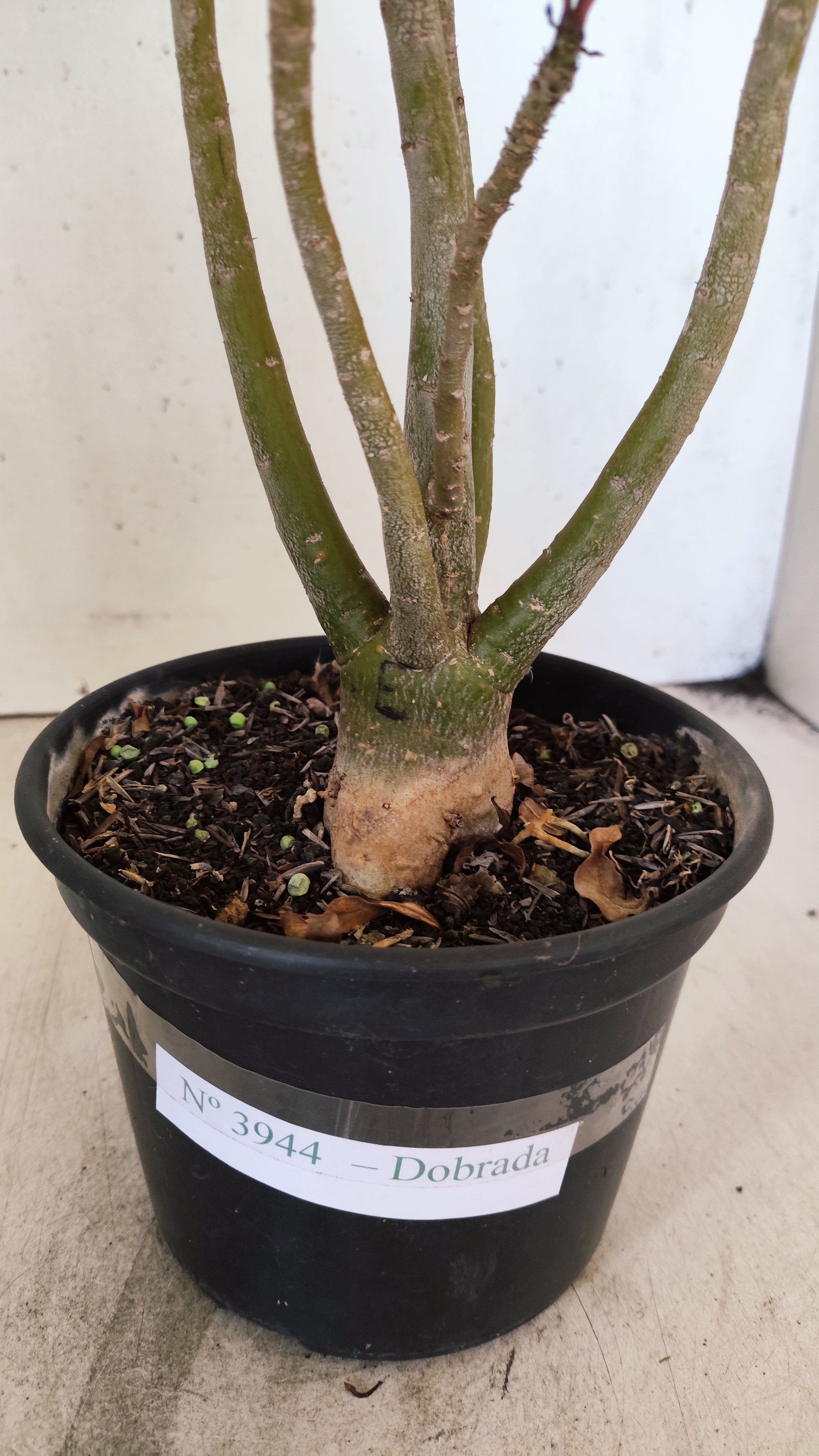 Planta Dobrada 3944 – 35cm – 03 anos