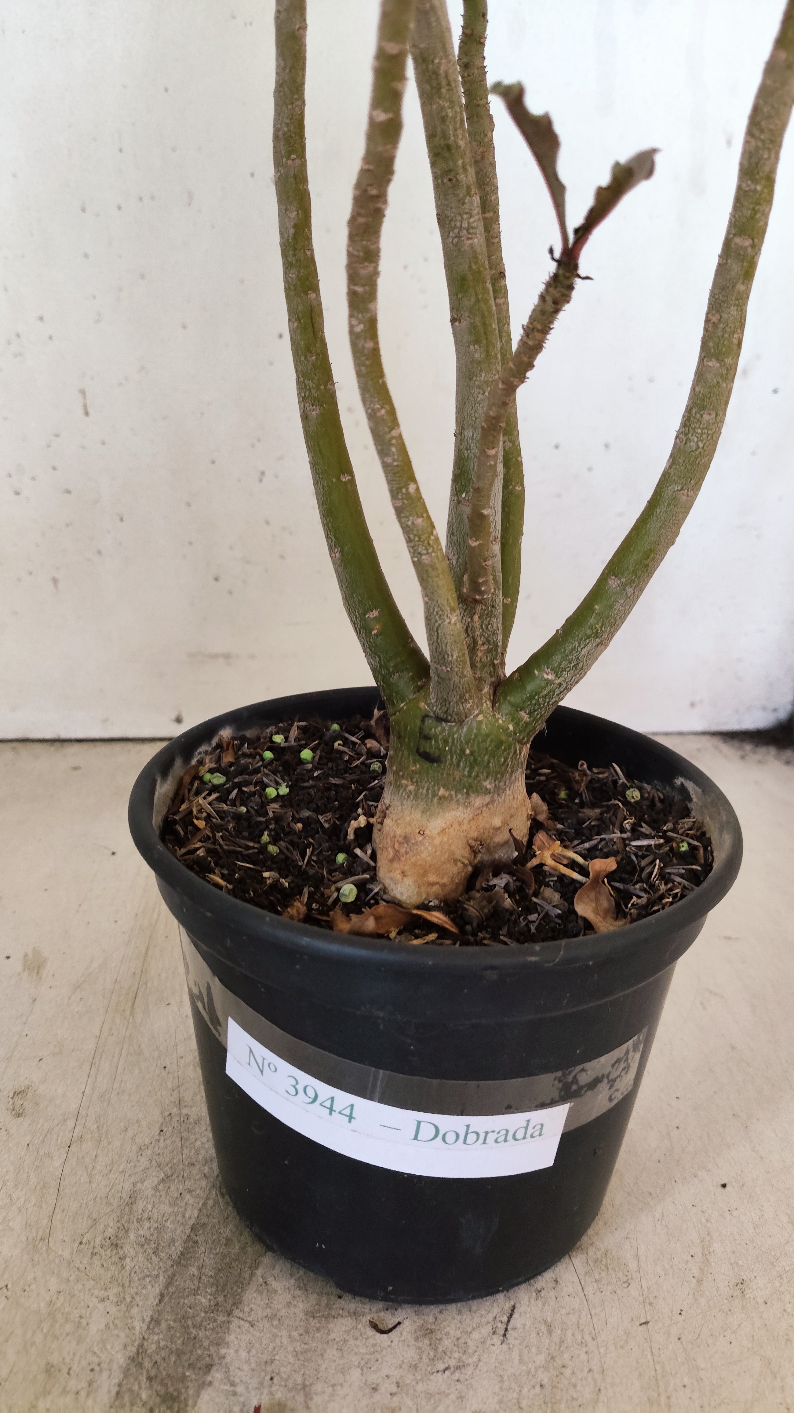 Planta Dobrada 3944 – 35cm – 03 anos