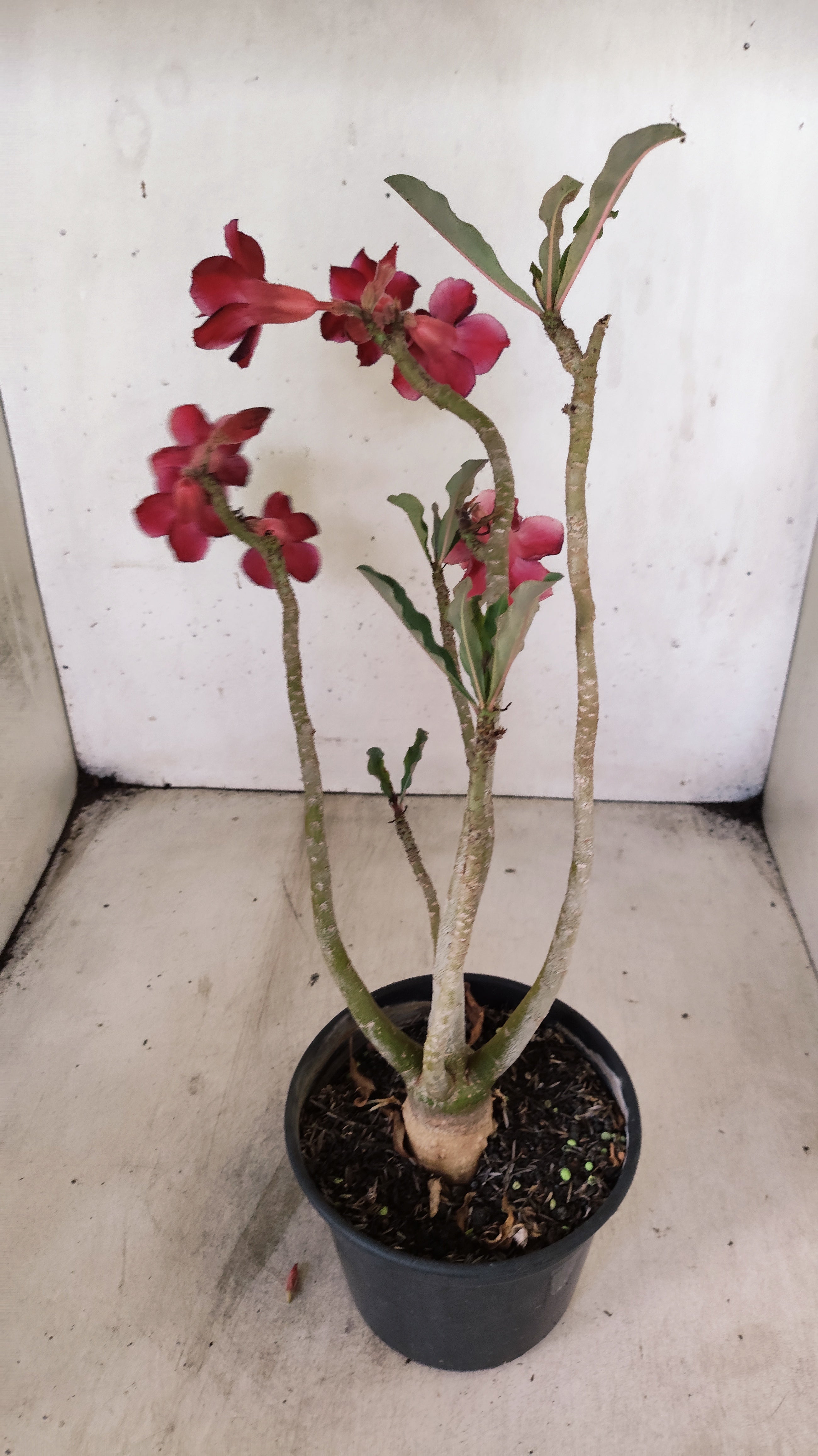 Planta Dobrada 3944 – 35cm – 03 anos