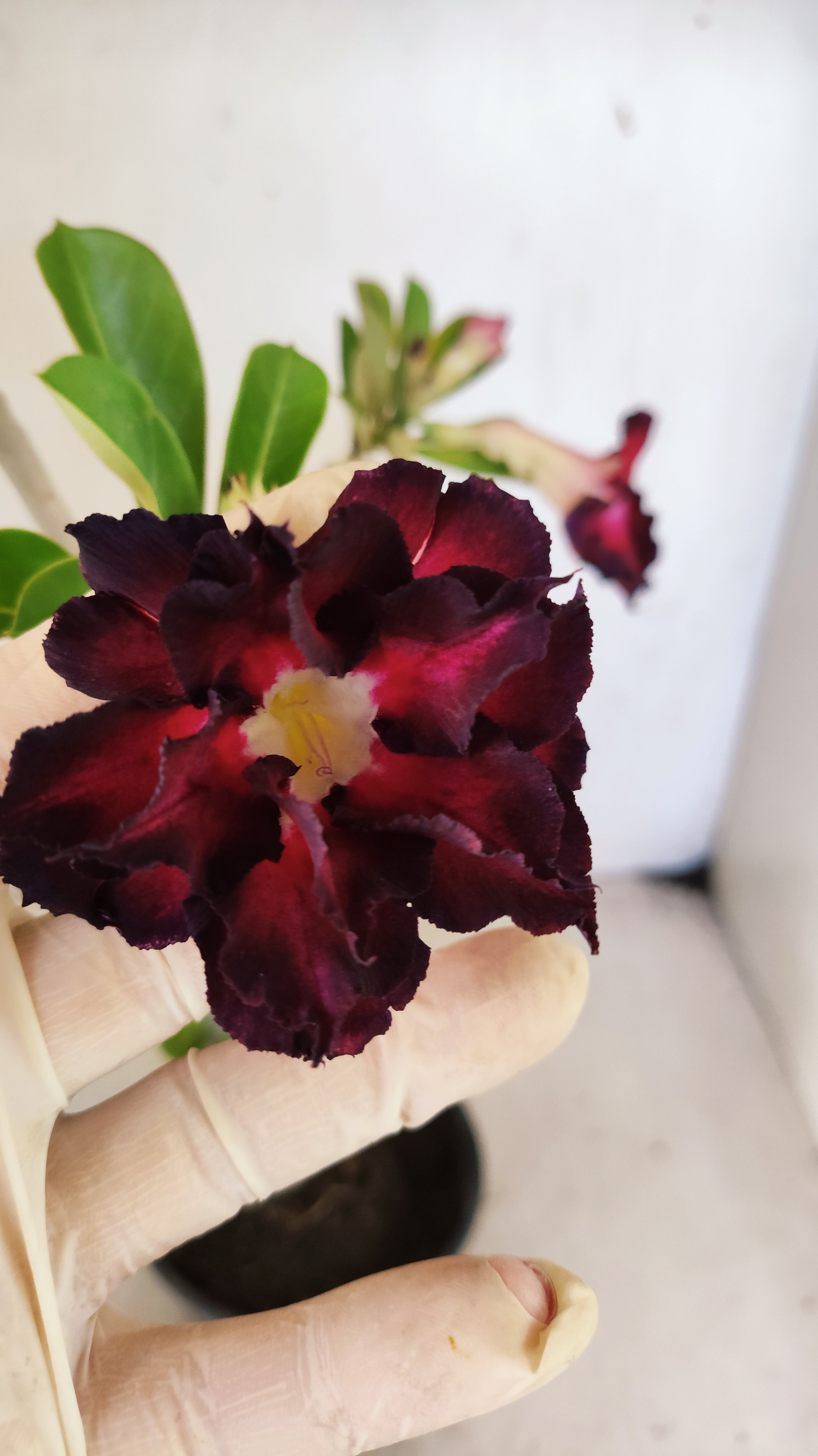 Planta Dobrada 3945 – 35cm – 03 anos