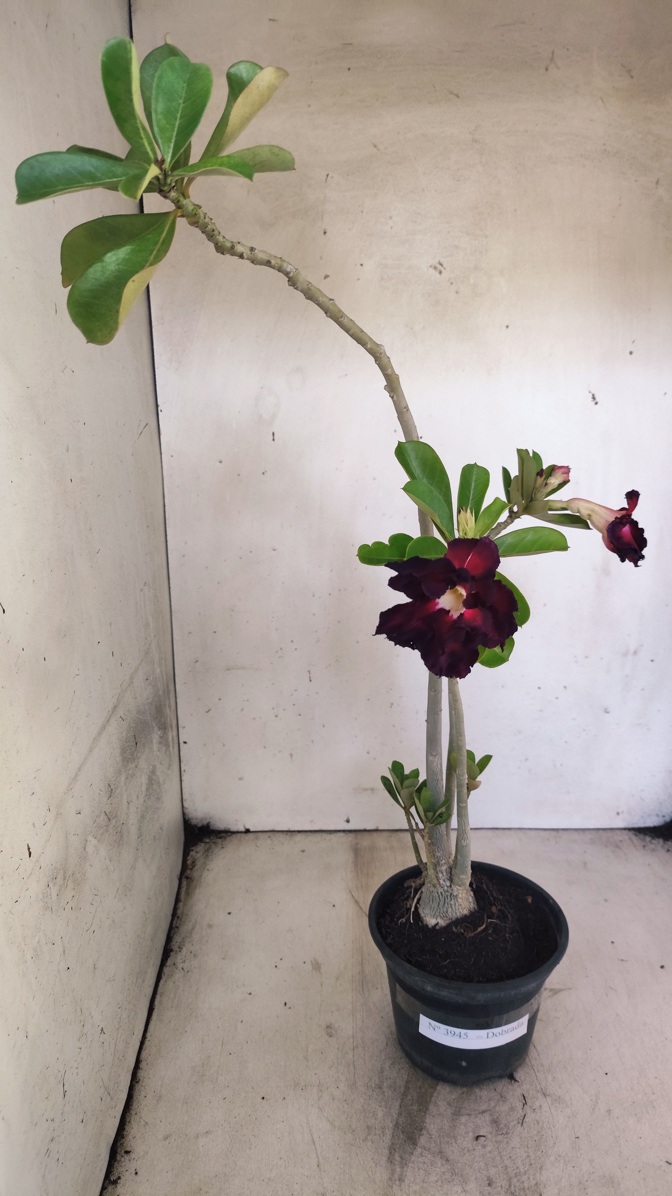 Planta Dobrada 3945 – 35cm – 03 anos