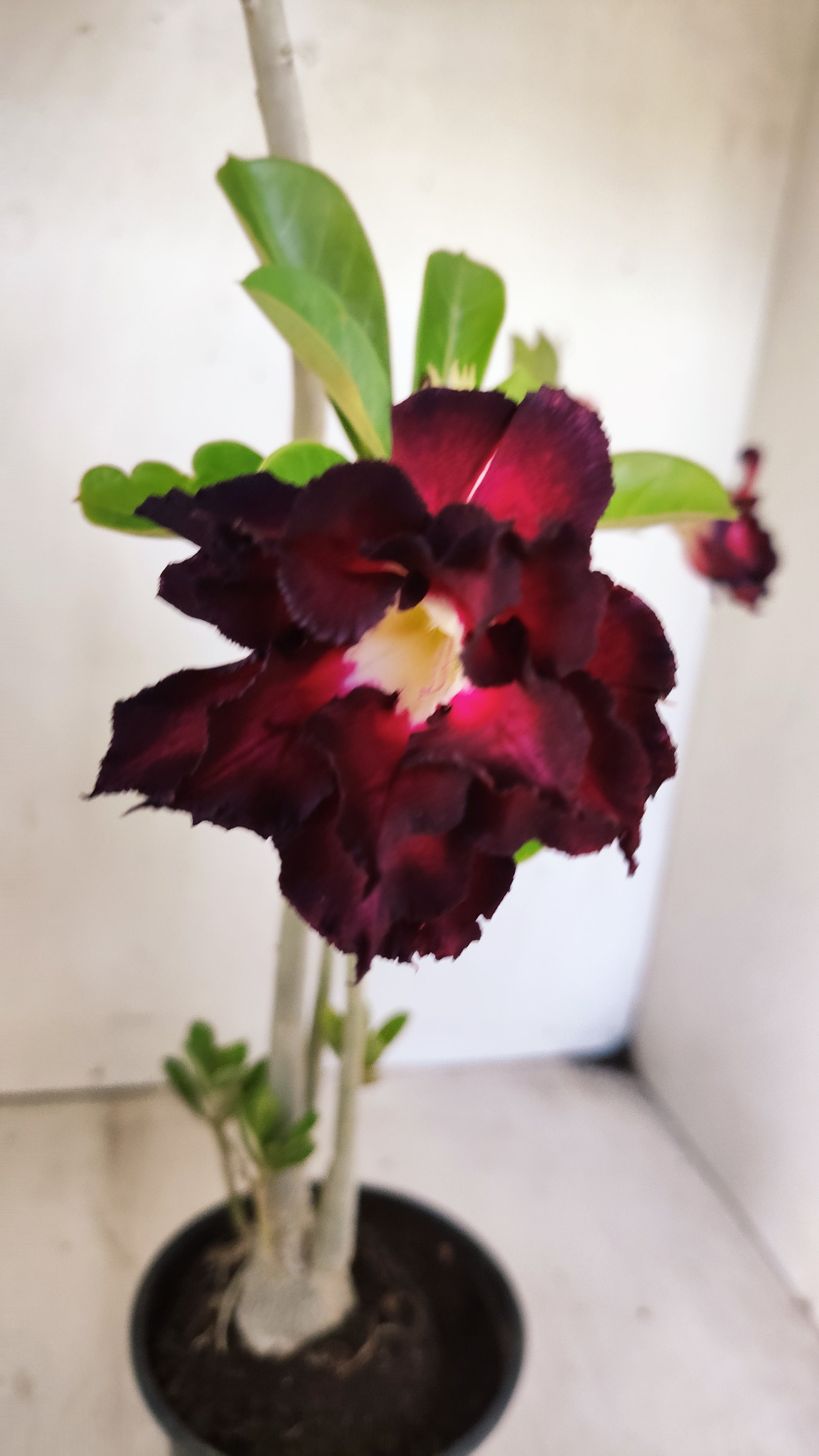 Planta Dobrada 3945 – 35cm – 03 anos