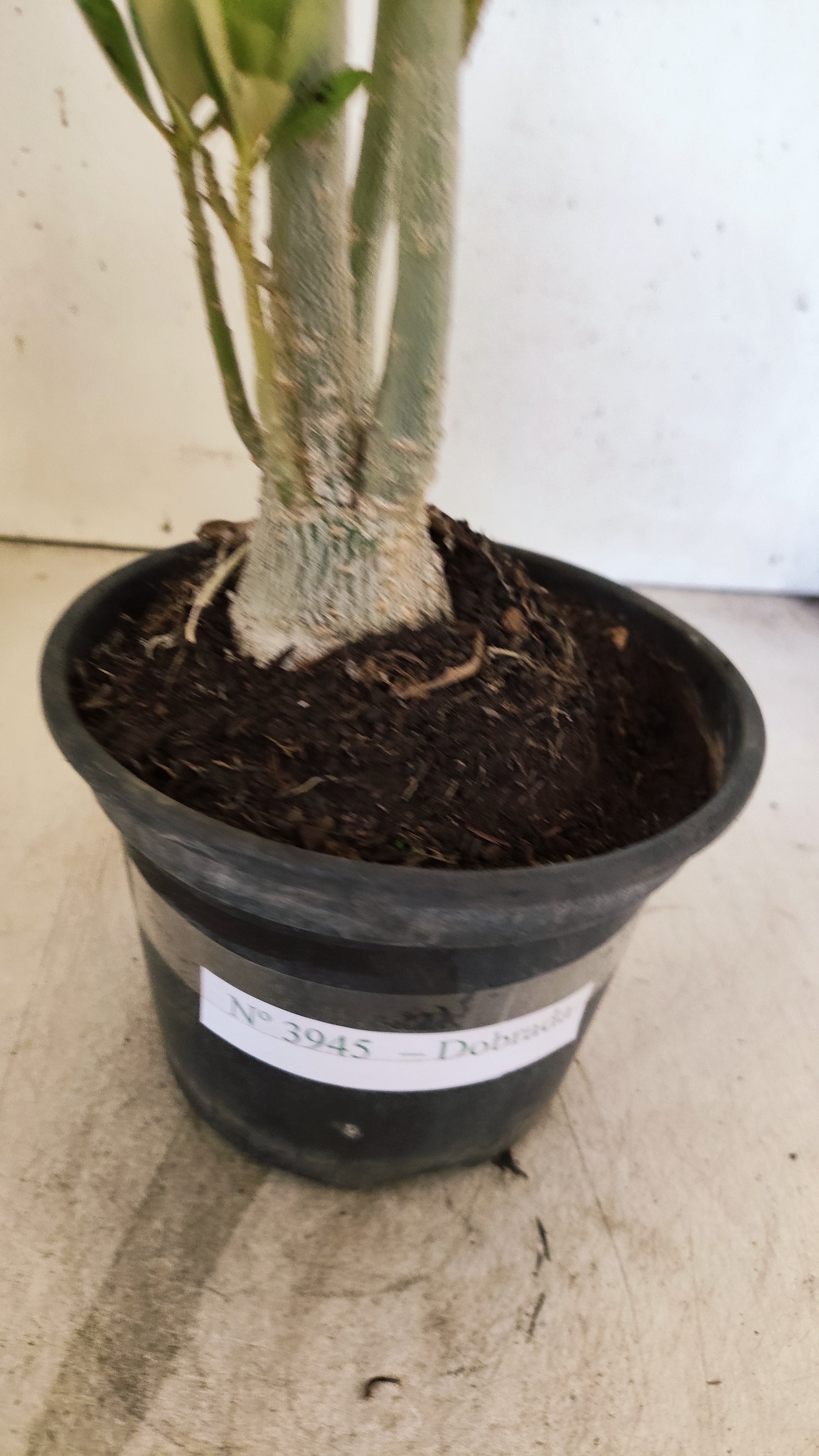 Planta Dobrada 3945 – 35cm – 03 anos