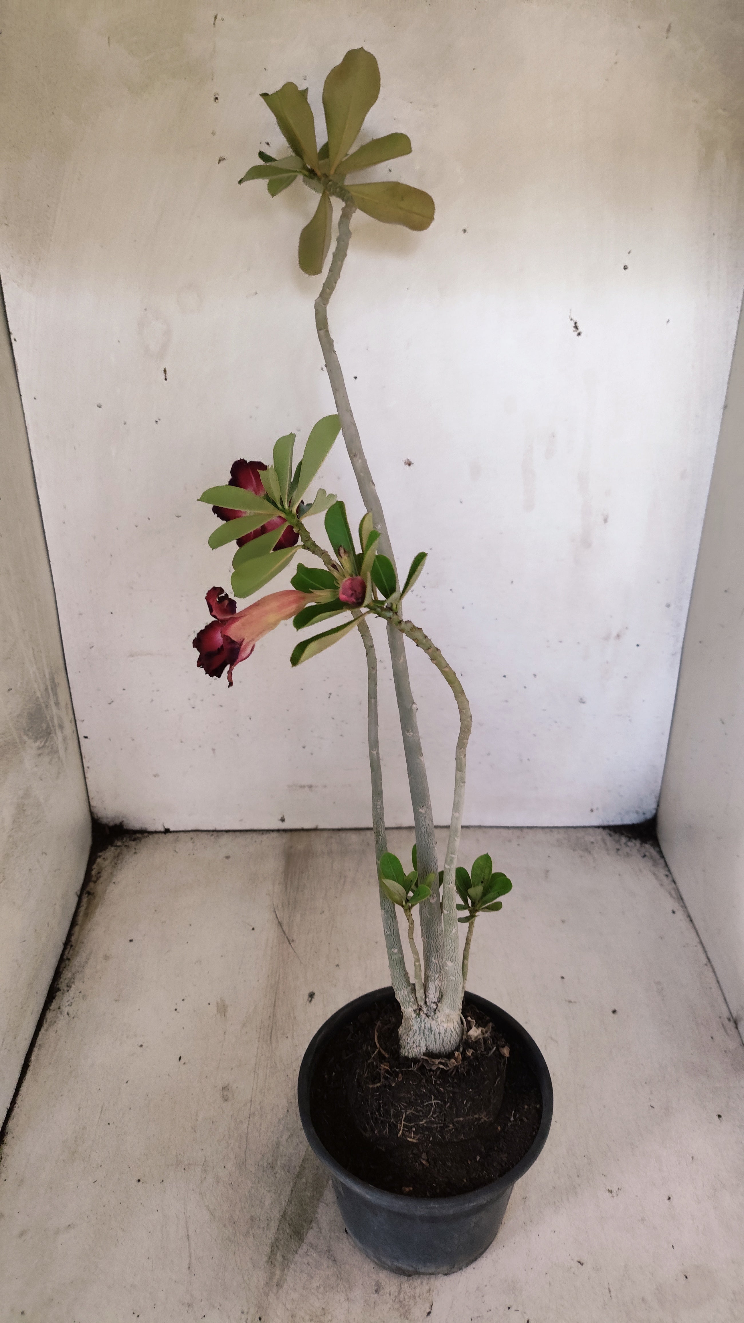 Planta Dobrada 3945 – 35cm – 03 anos