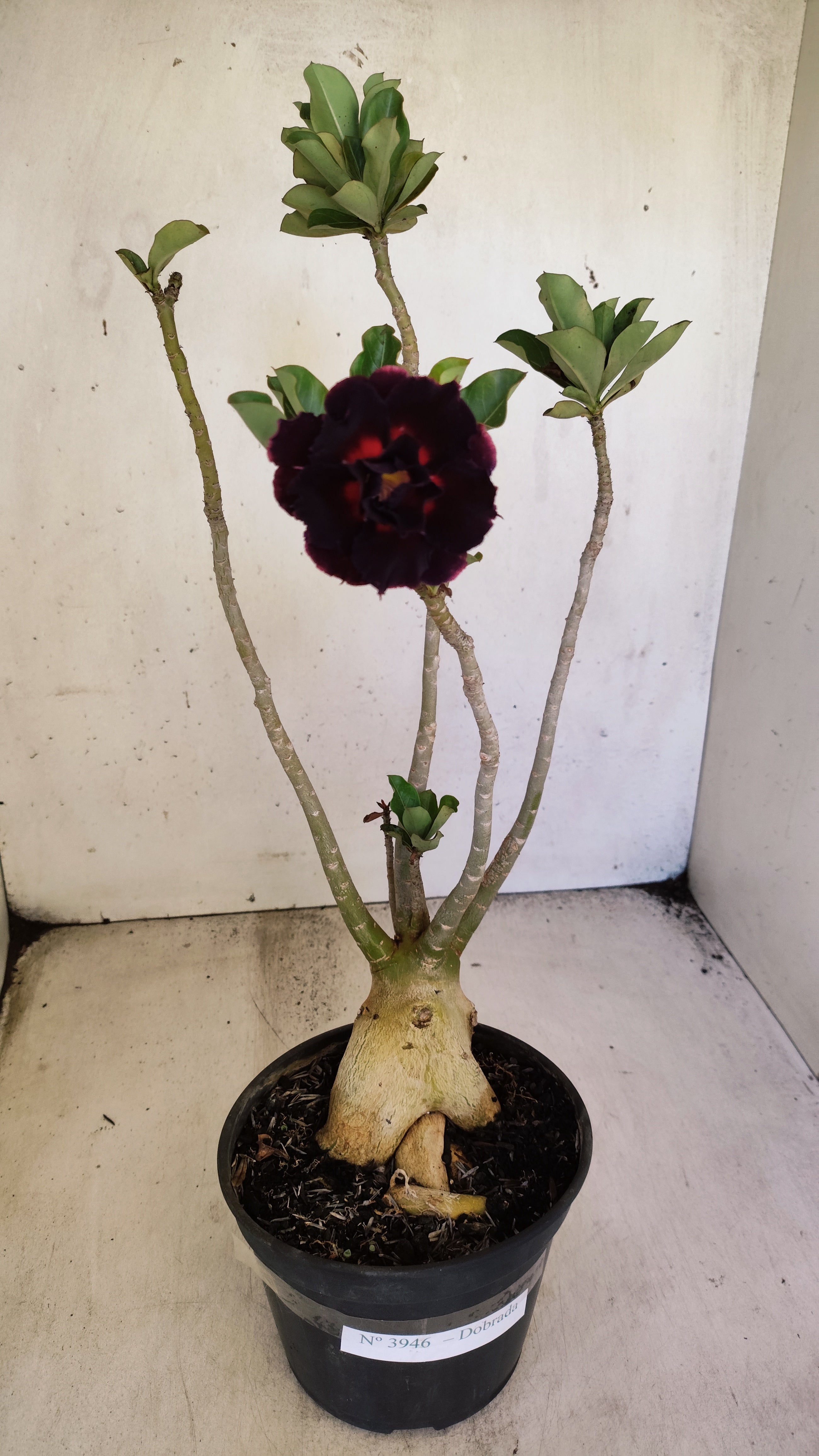 Planta Dobrada 3946 – 35cm – 03 anos