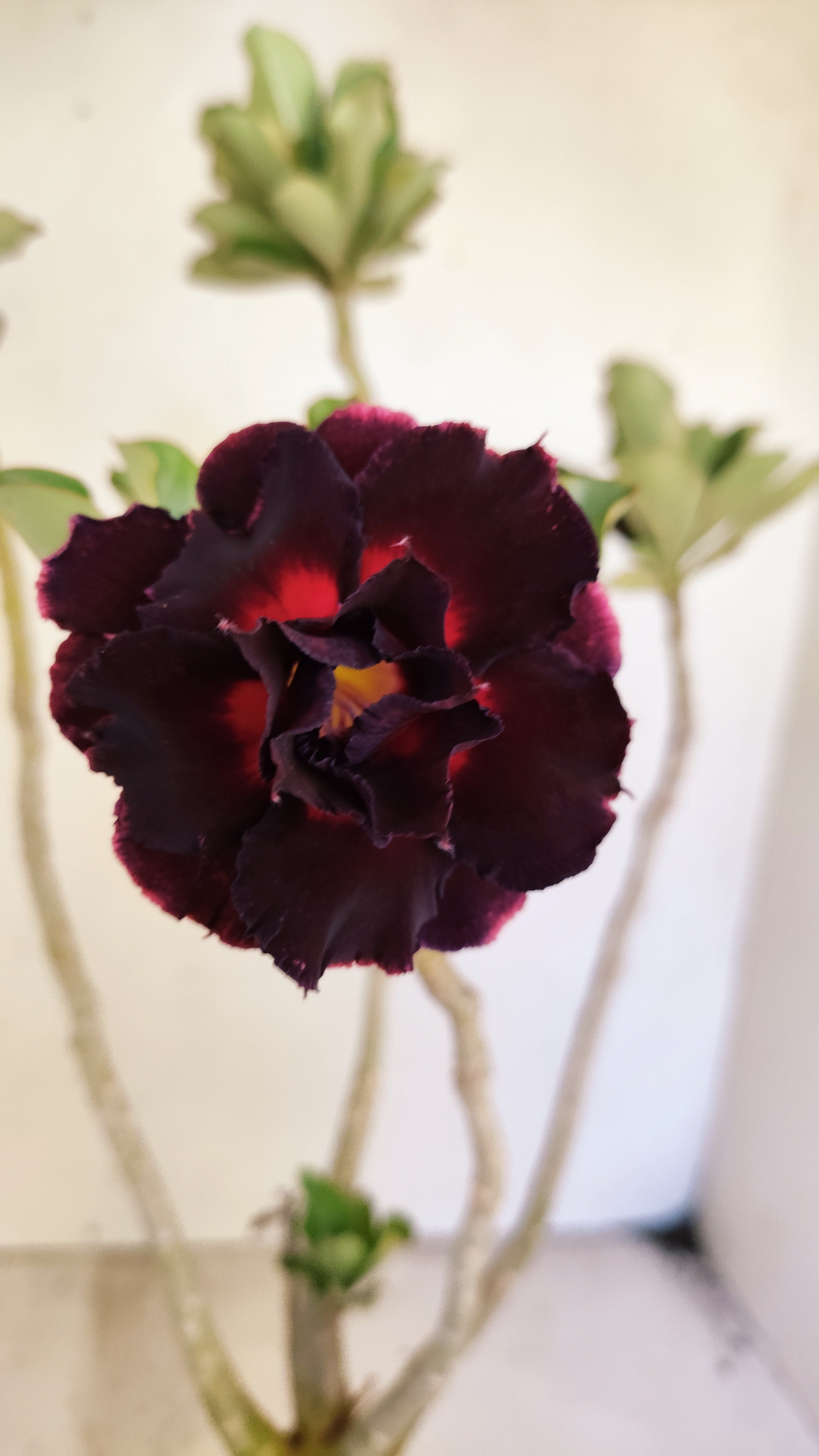 Planta Dobrada 3946 – 35cm – 03 anos