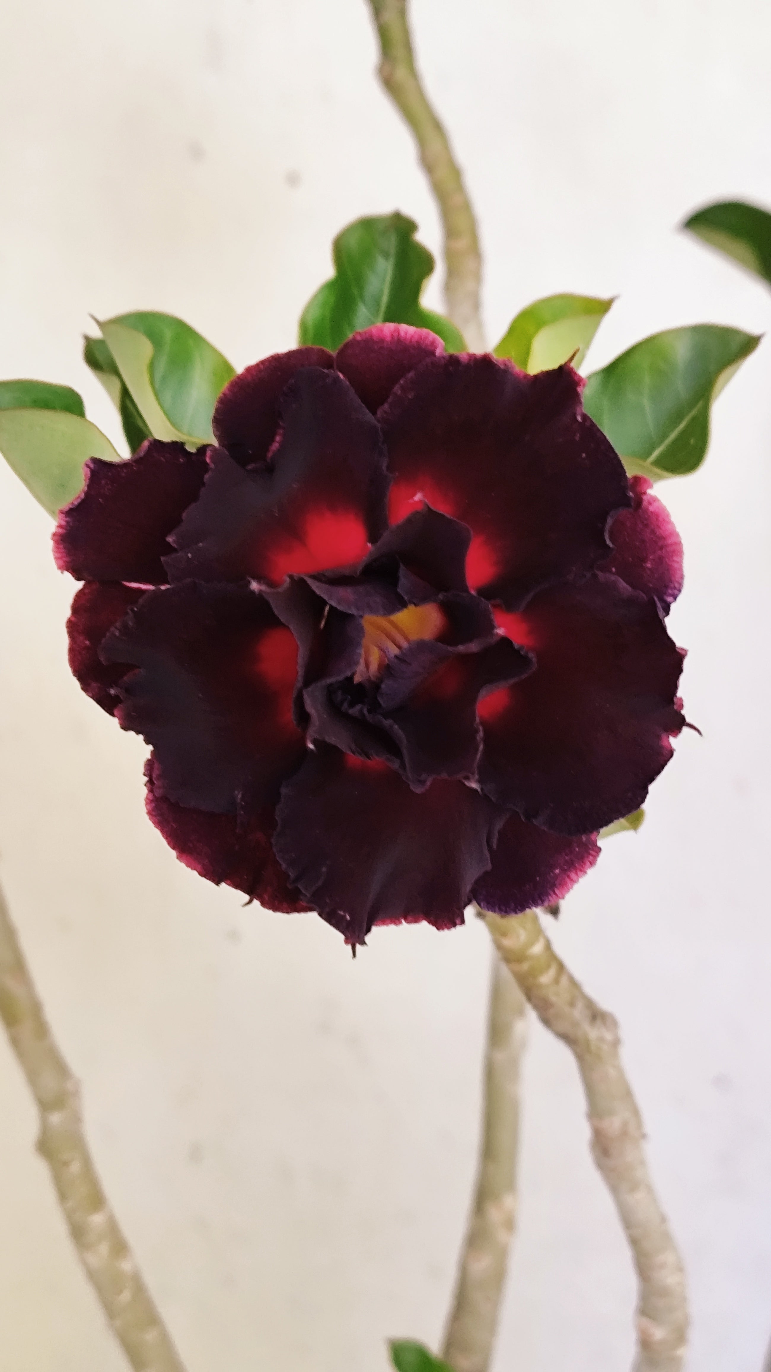 Planta Dobrada 3946 – 35cm – 03 anos