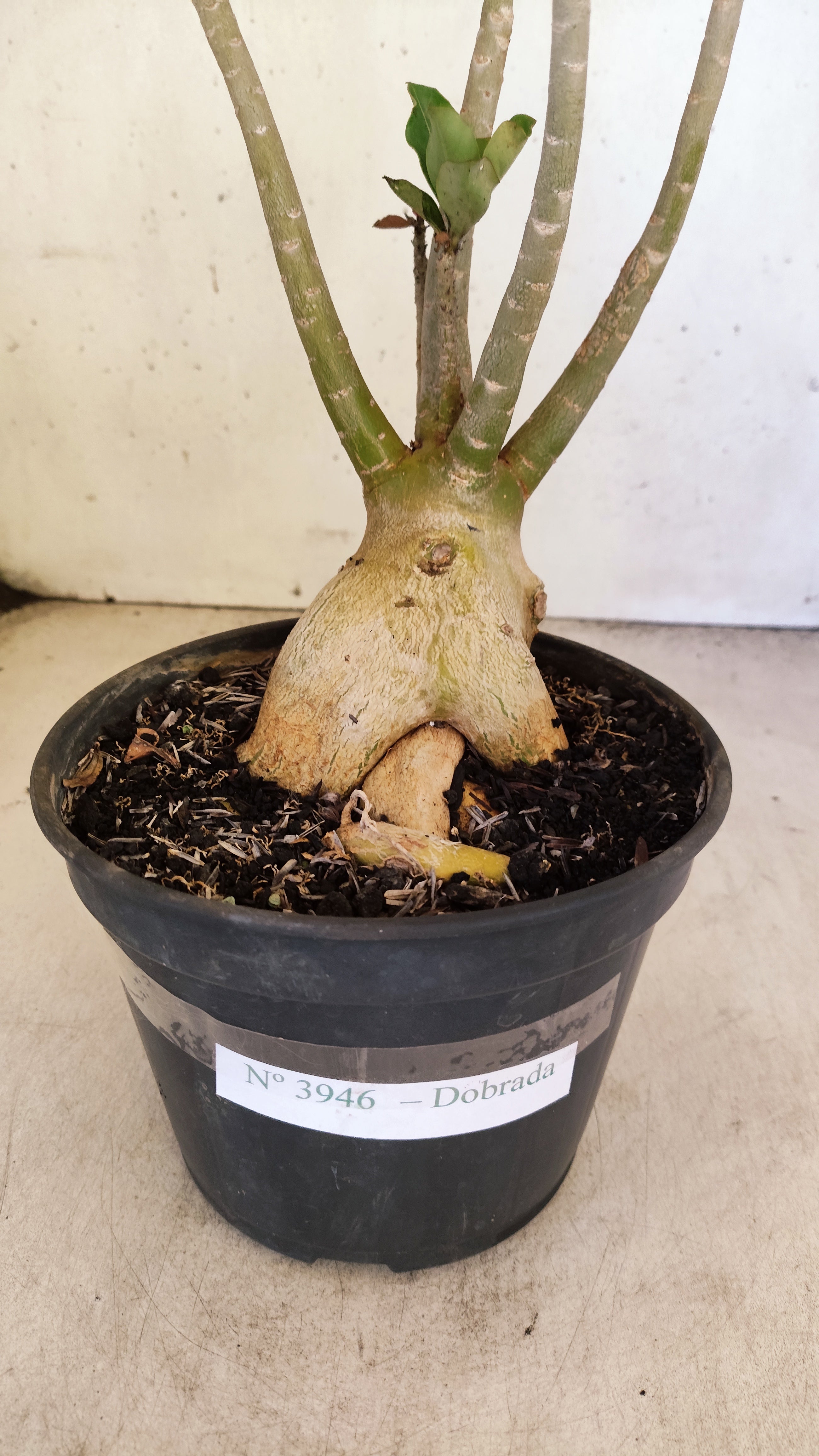 Planta Dobrada 3946 – 35cm – 03 anos