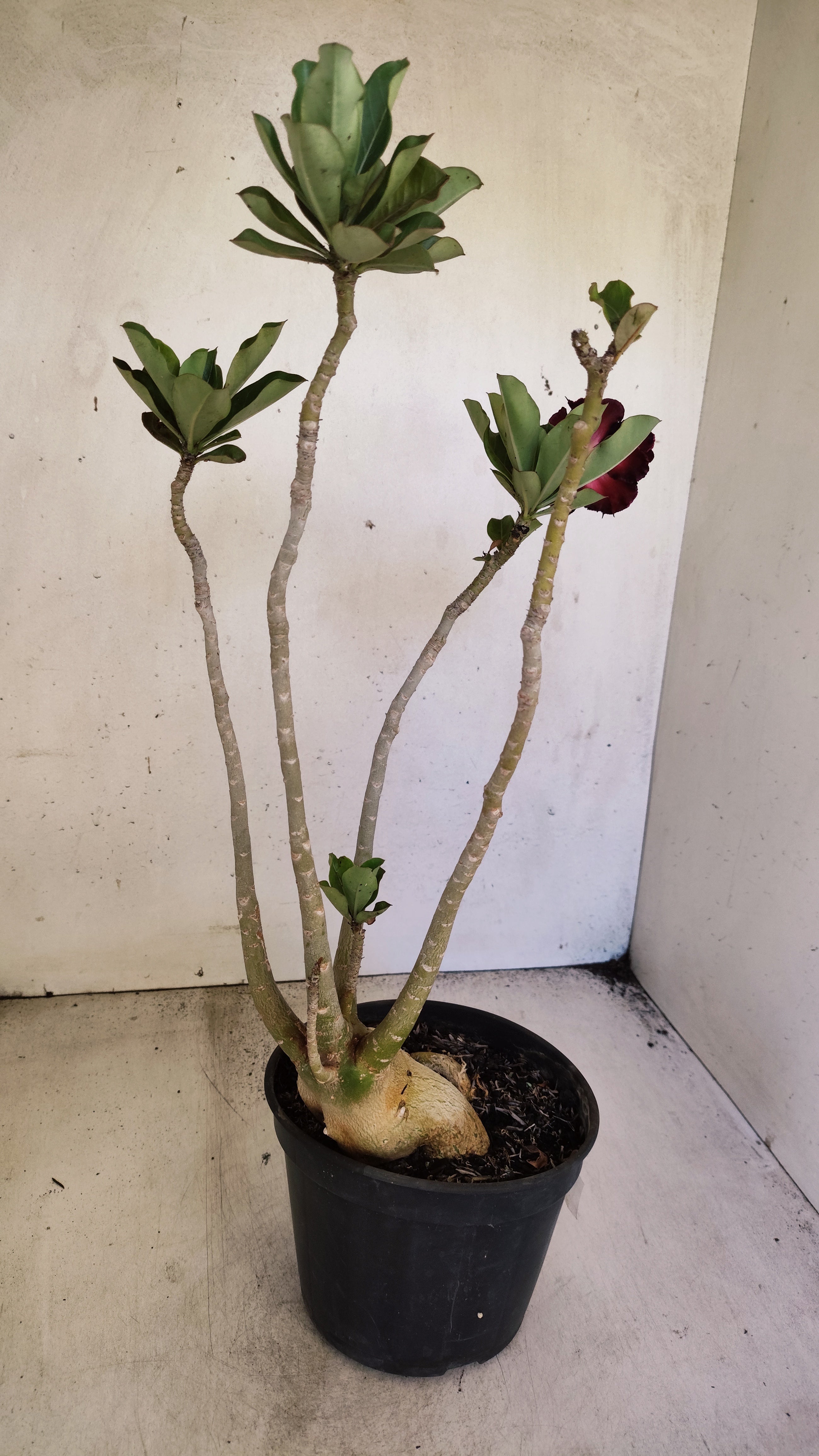 Planta Dobrada 3946 – 35cm – 03 anos