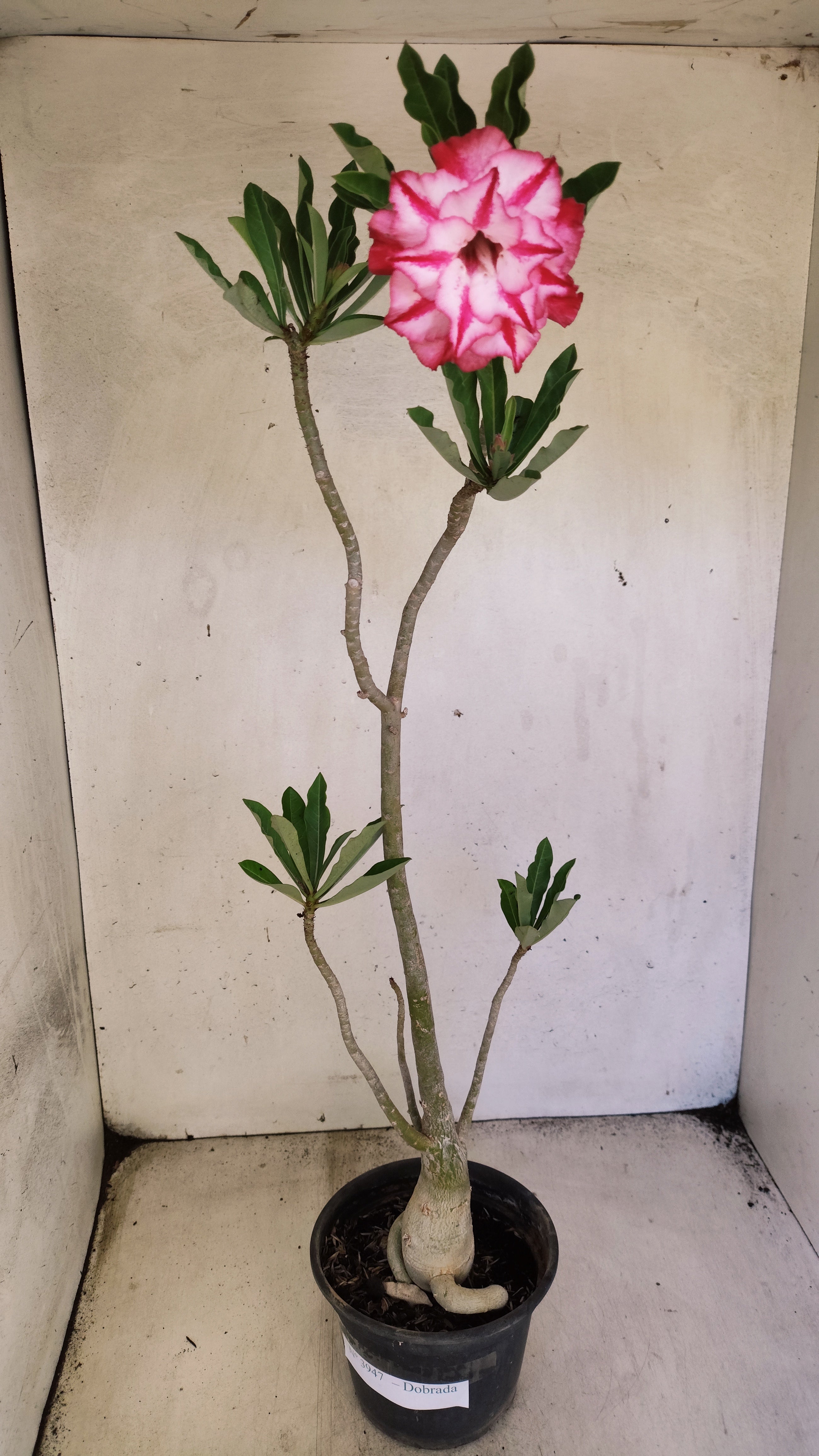 Planta Dobrada 3947 – 35cm – 03 anos