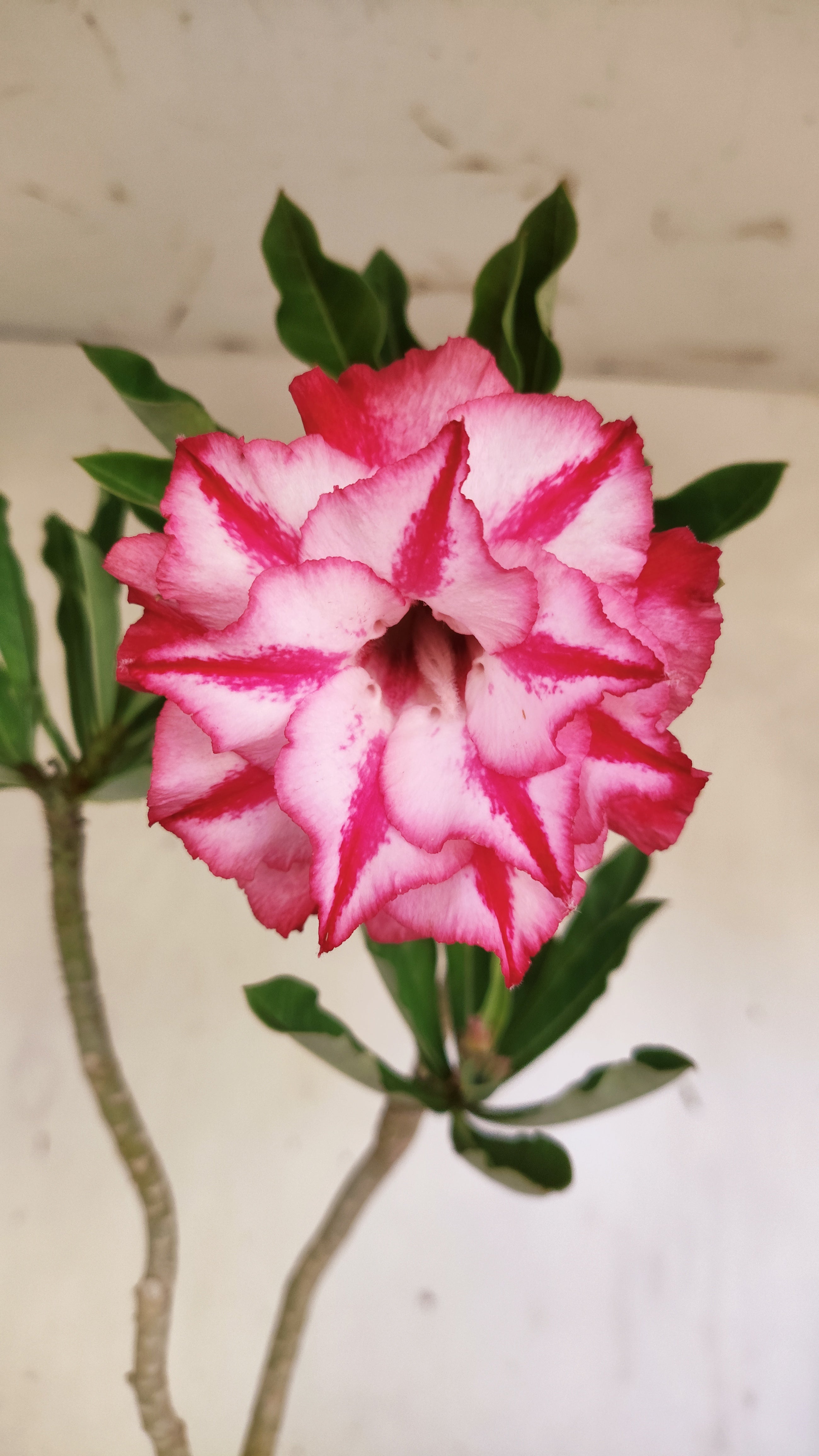 Planta Dobrada 3947 – 35cm – 03 anos