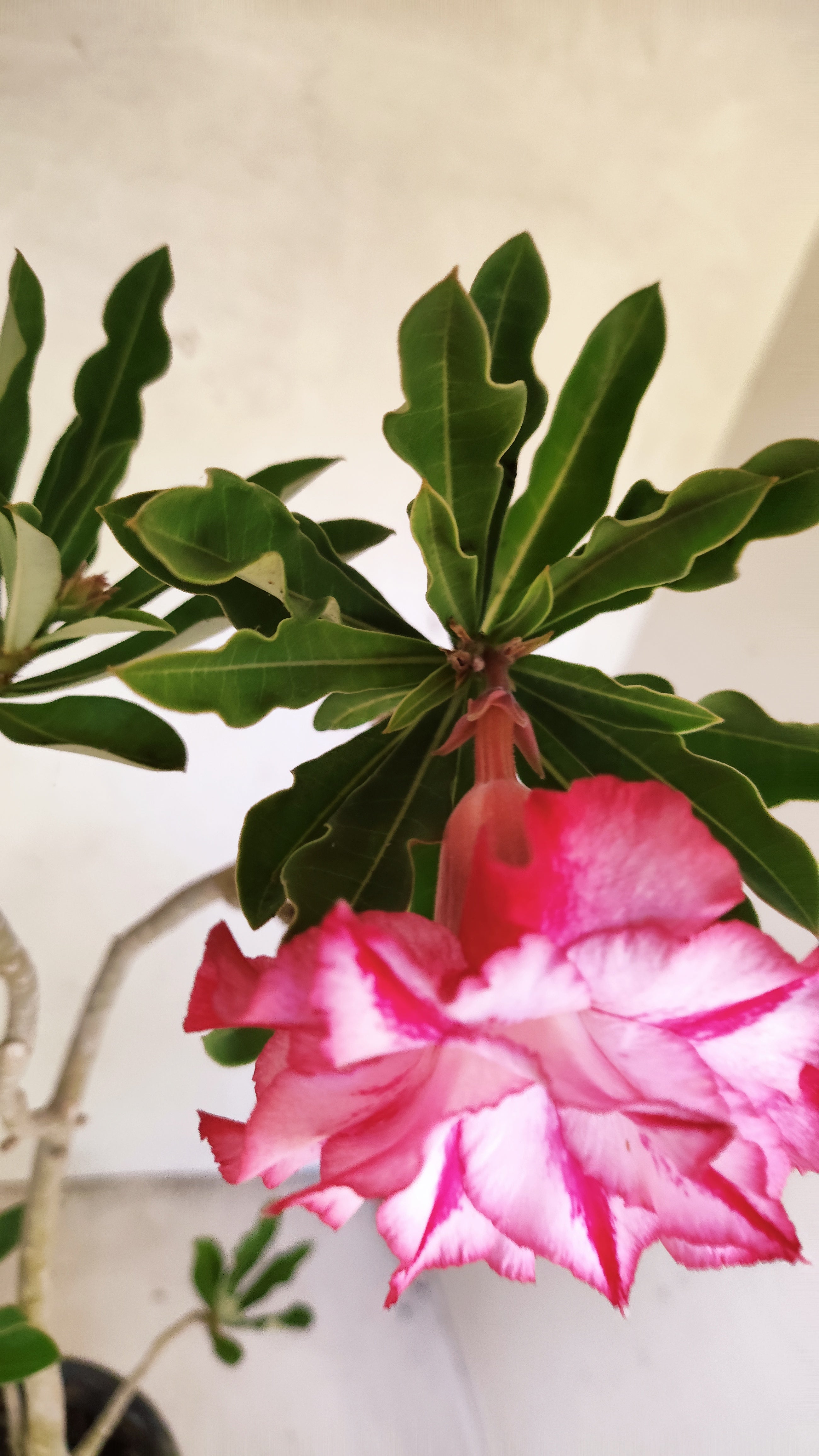 Planta Dobrada 3947 – 35cm – 03 anos