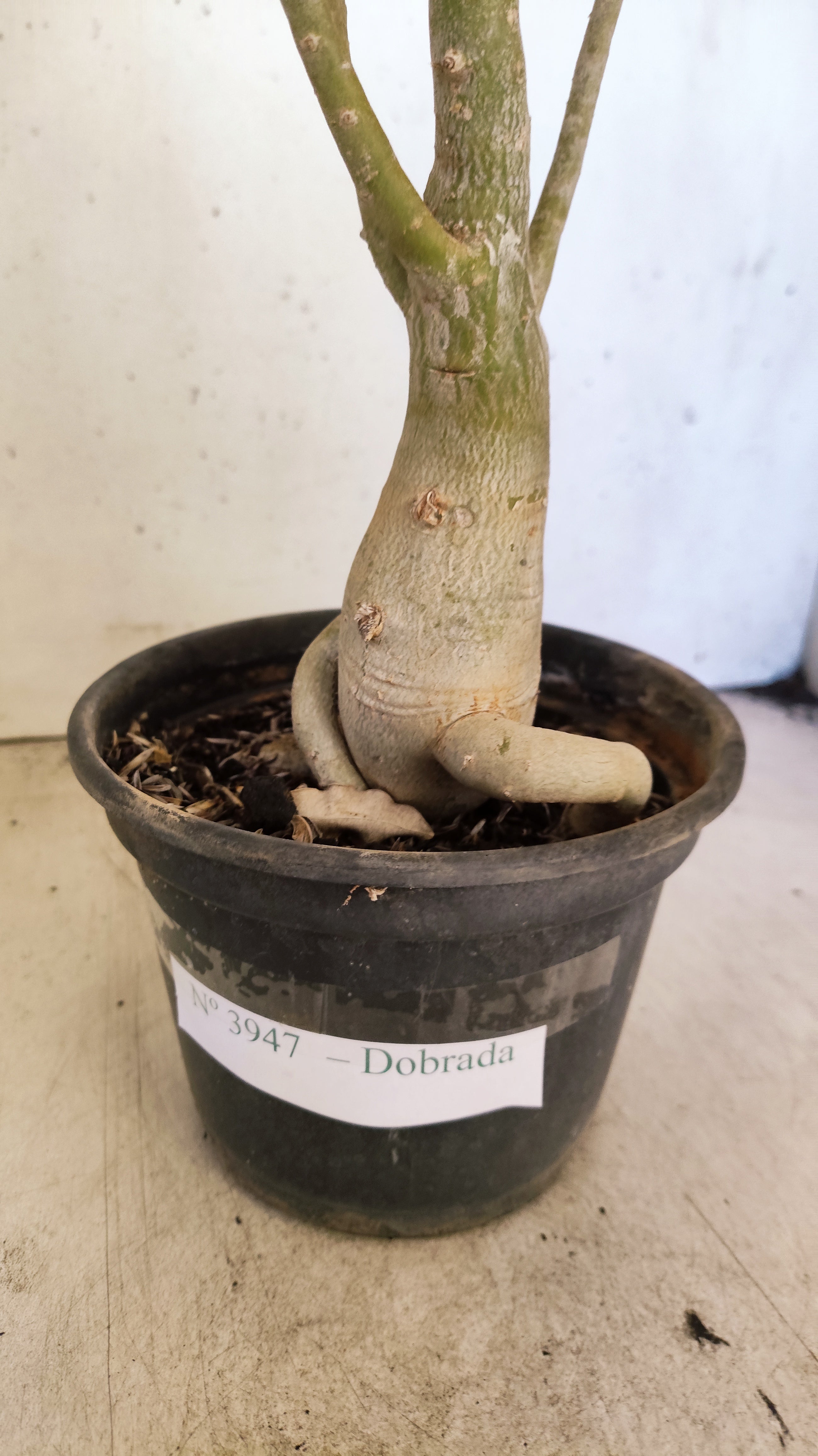 Planta Dobrada 3947 – 35cm – 03 anos