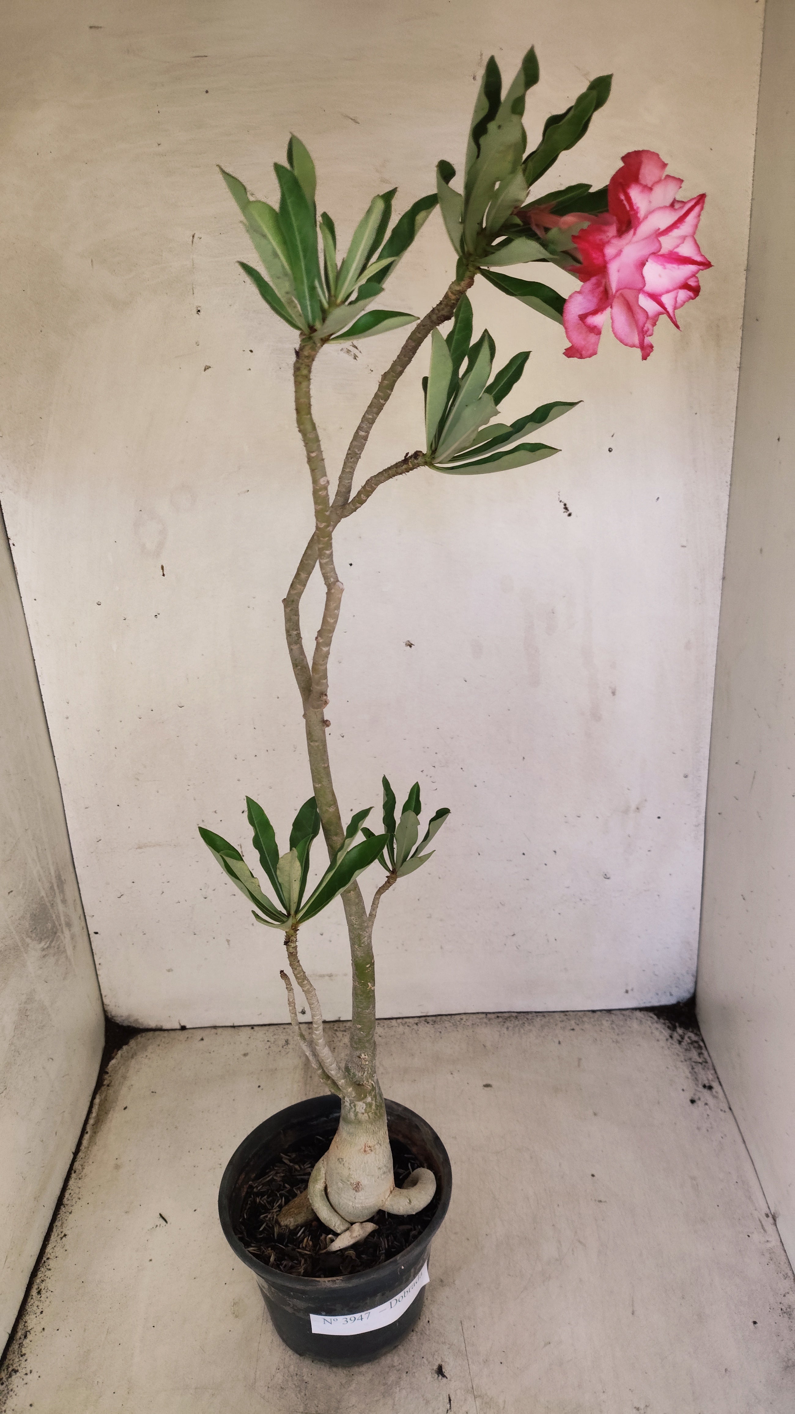 Planta Dobrada 3947 – 35cm – 03 anos