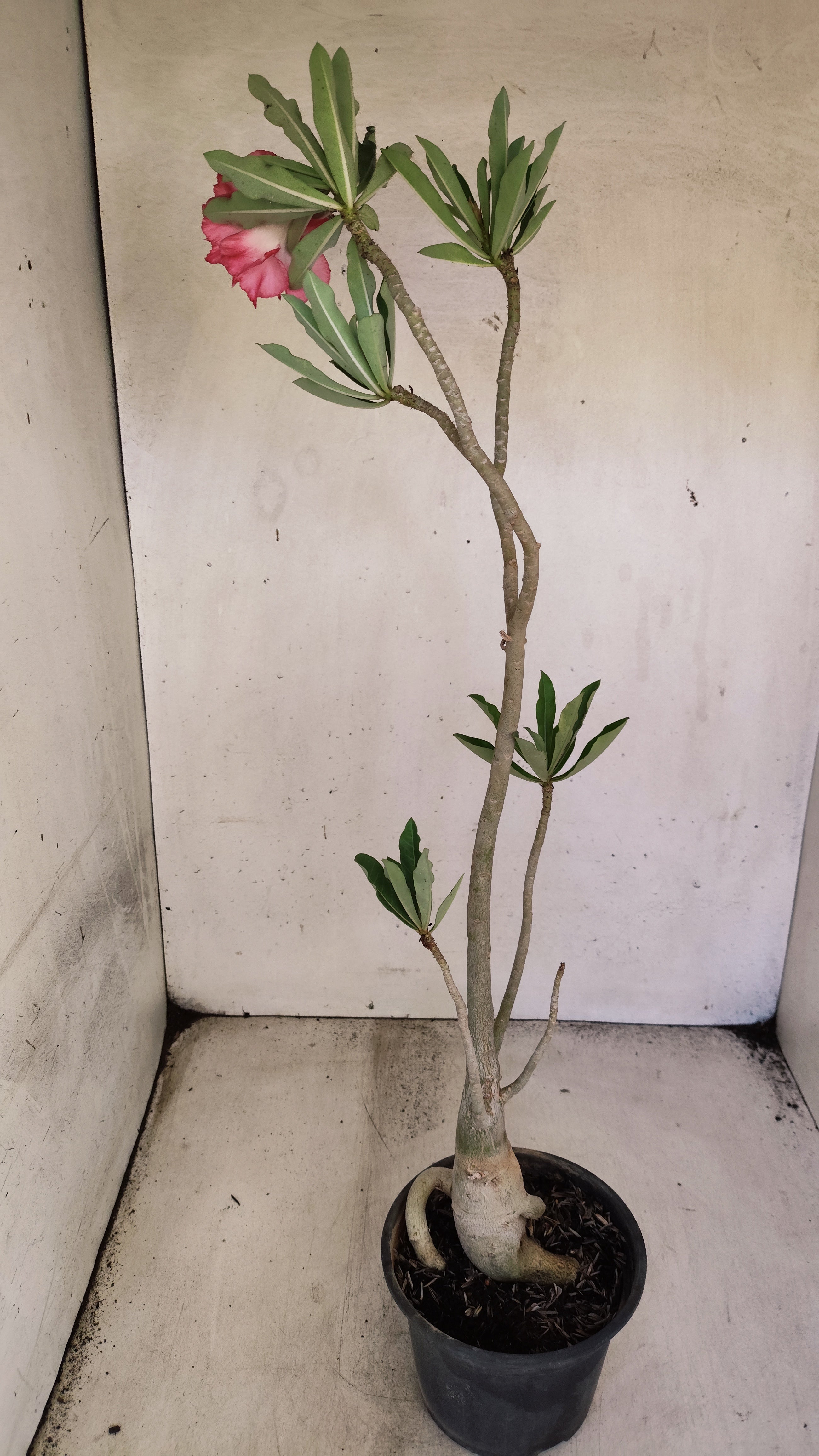 Planta Dobrada 3947 – 35cm – 03 anos