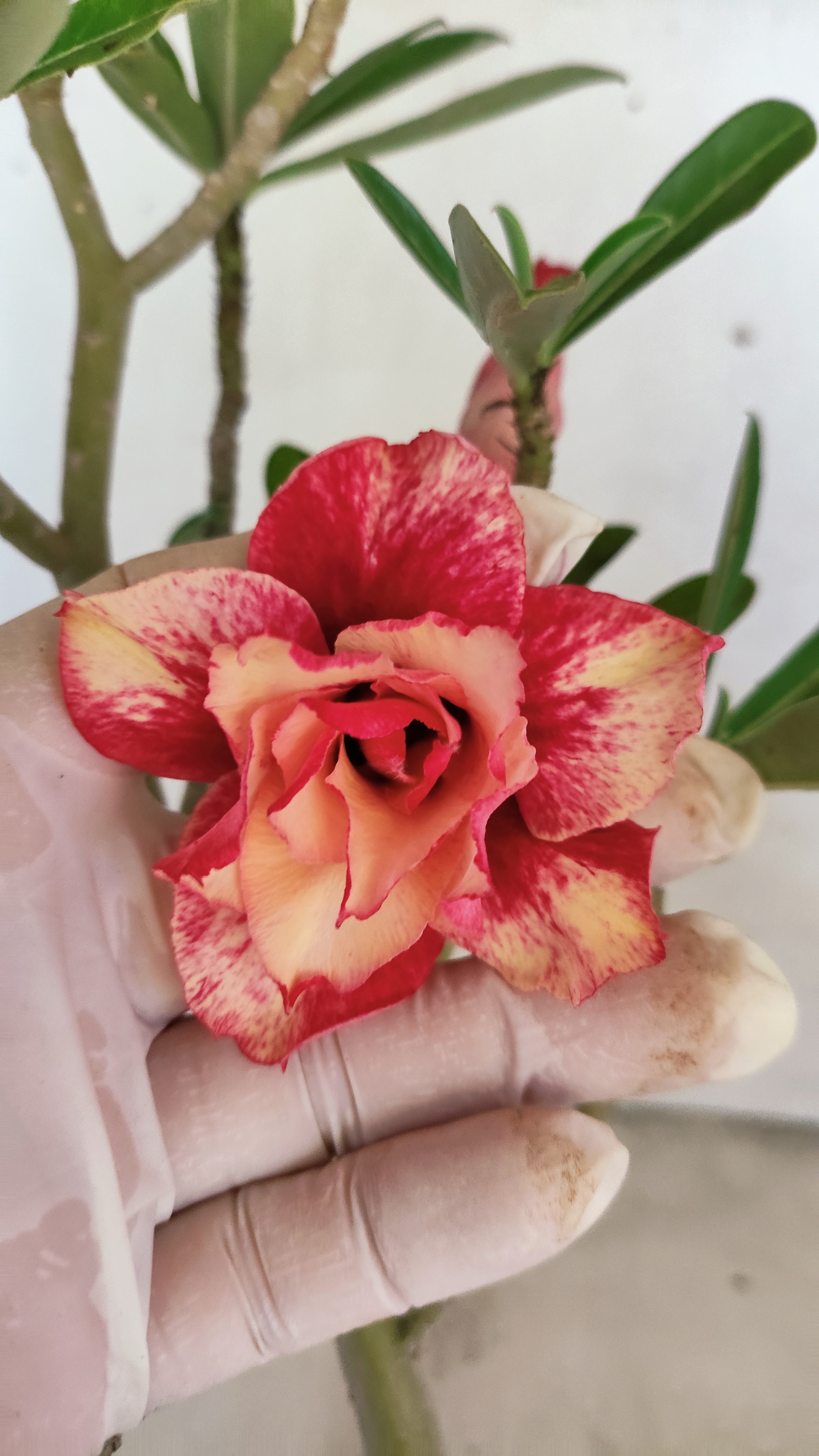 Planta Dobrada 3948 – 35cm – 03 anos