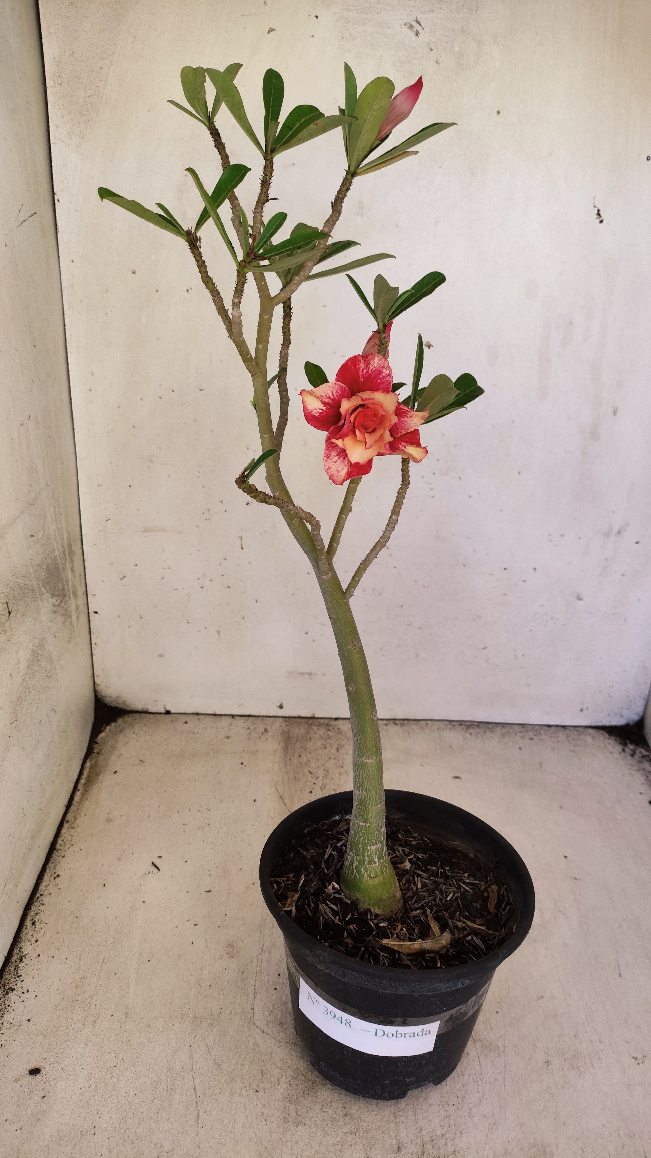 Planta Dobrada 3948 – 35cm – 03 anos