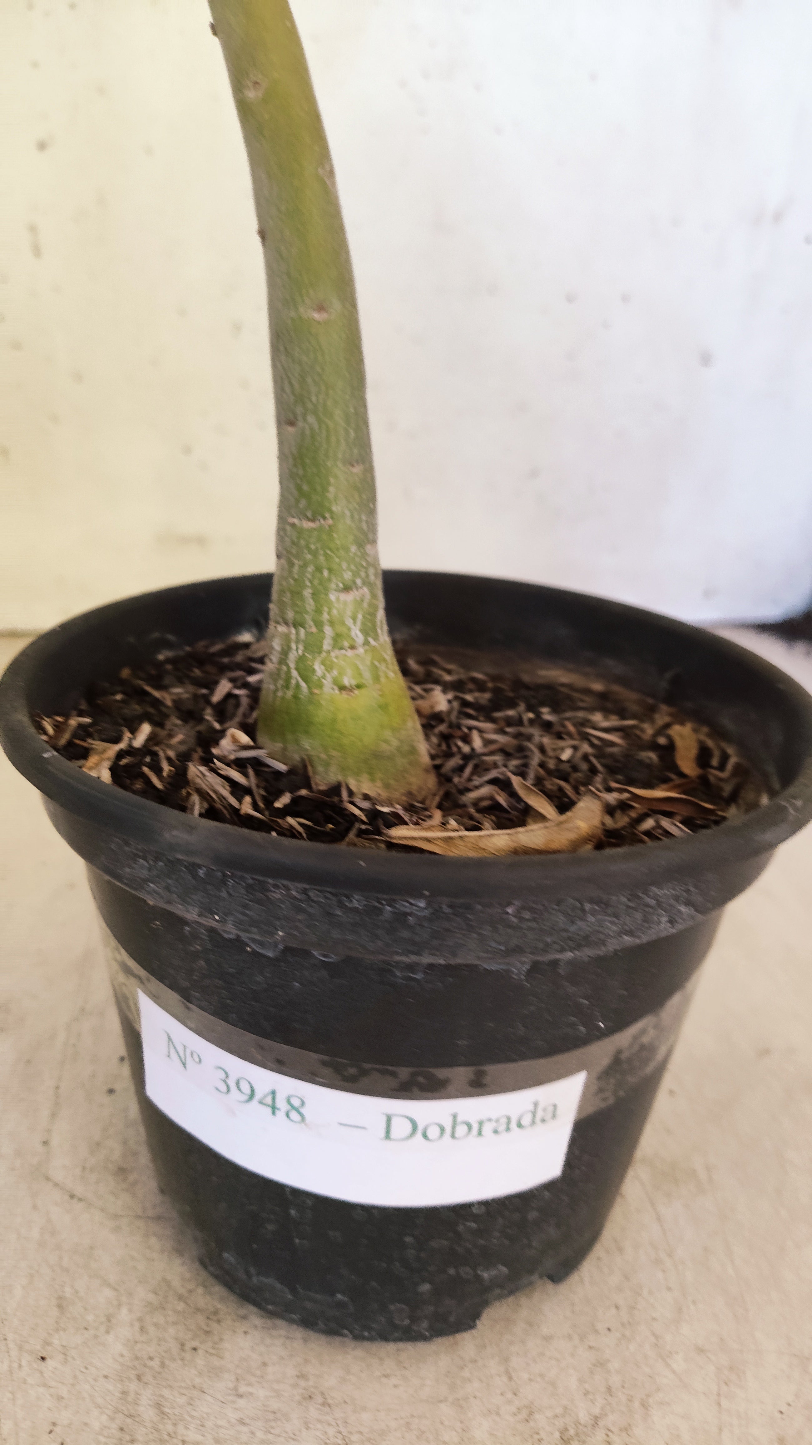 Planta Dobrada 3948 – 35cm – 03 anos