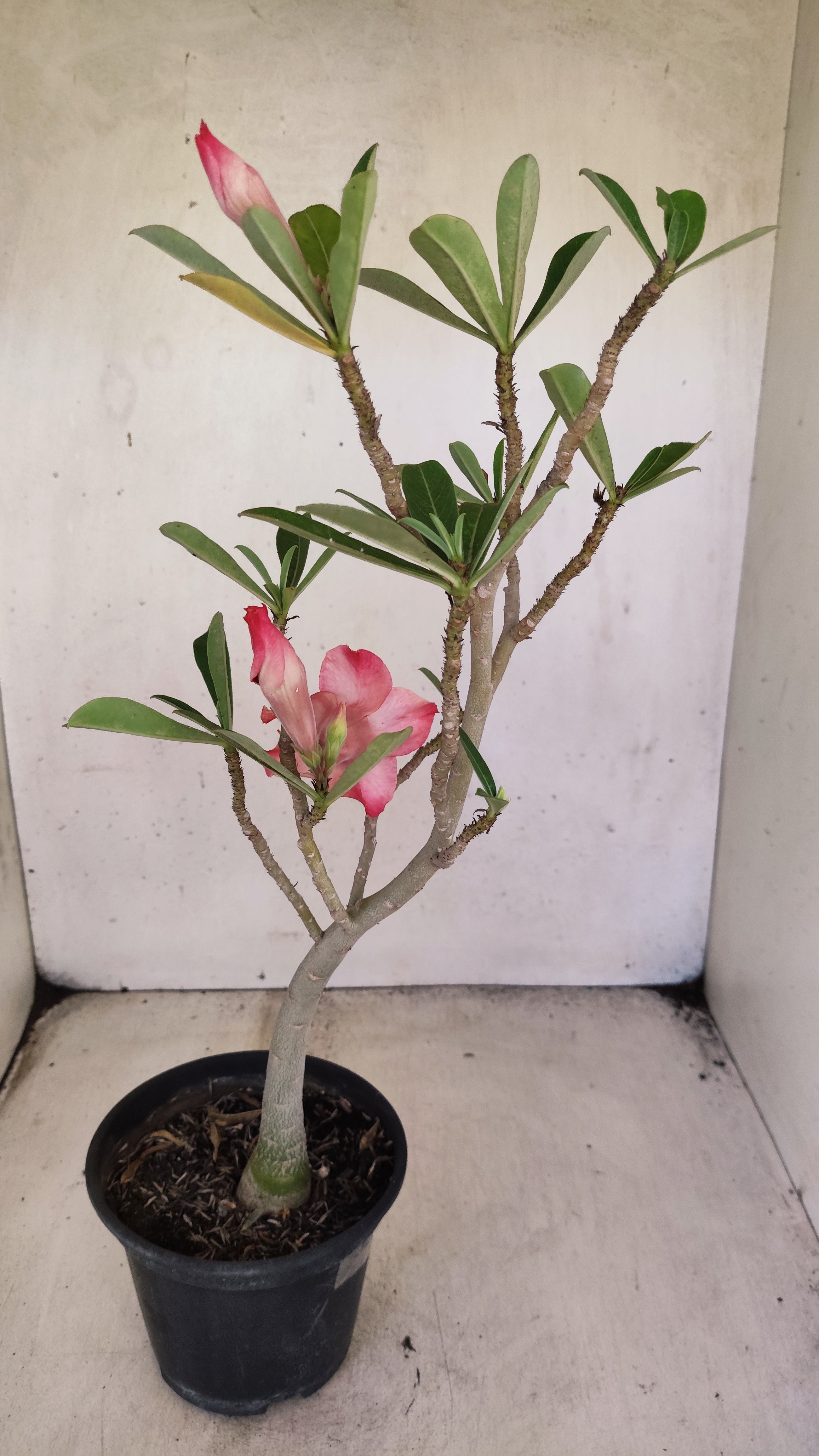 Planta Dobrada 3948 – 35cm – 03 anos