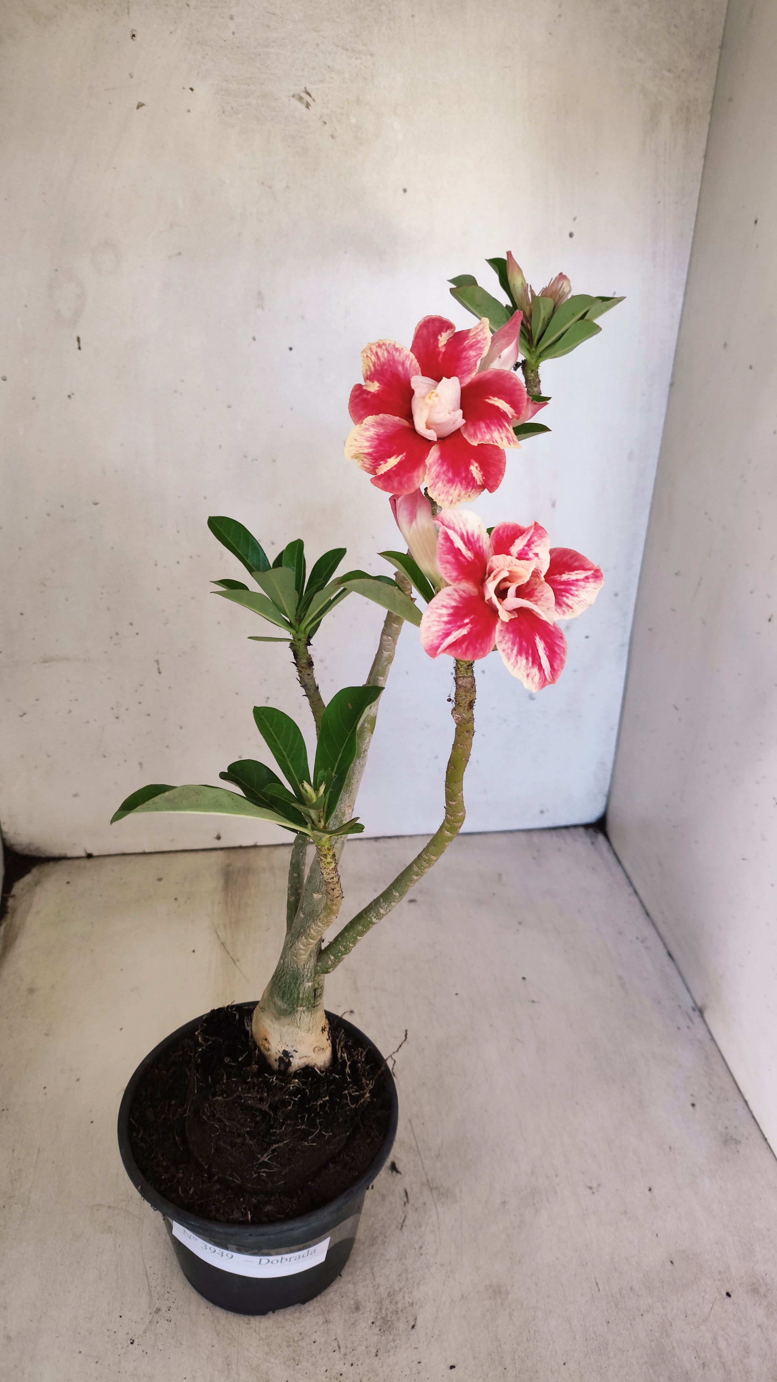 Planta Dobrada 3949 – 35cm – 03 anos