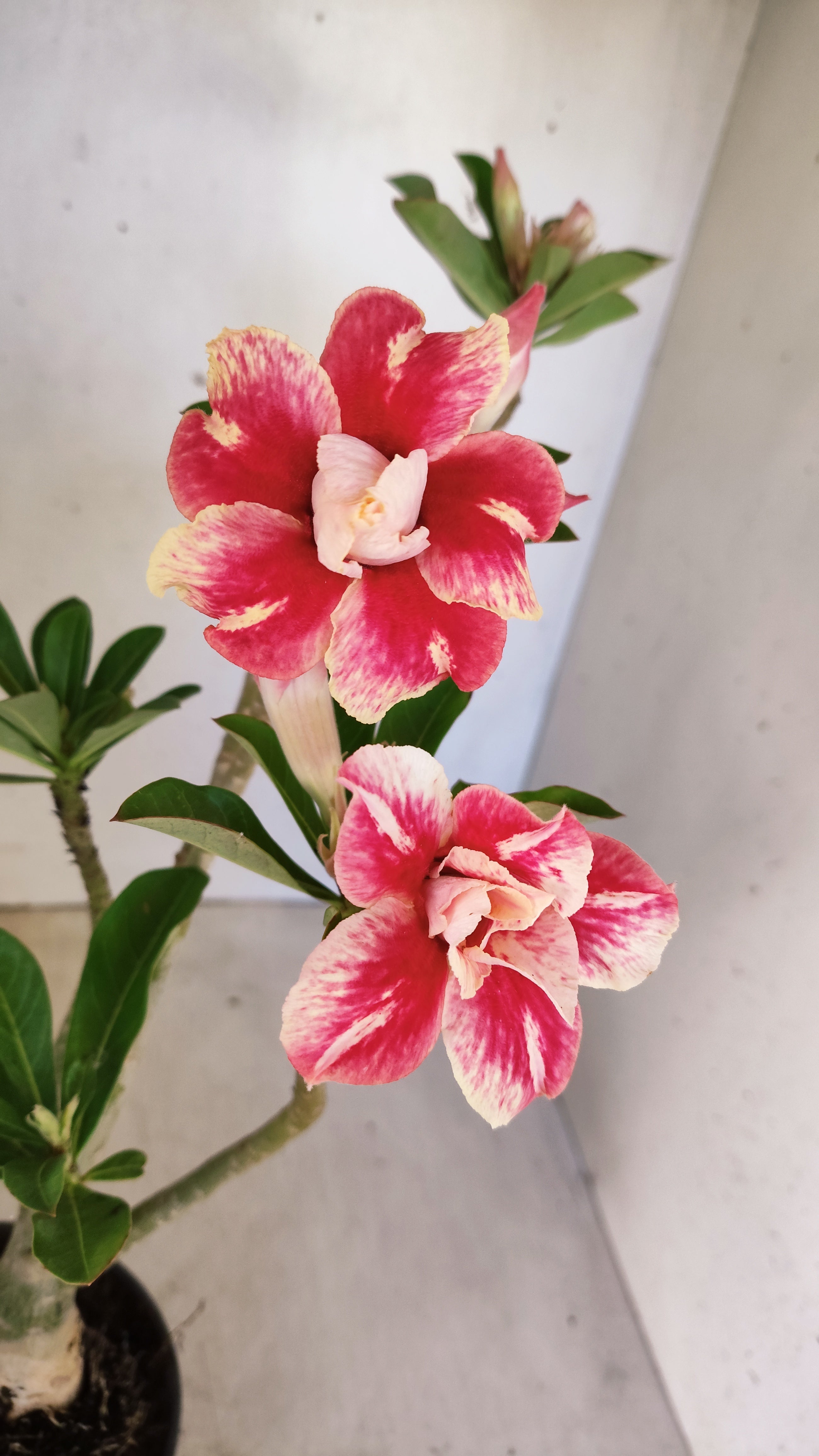 Planta Dobrada 3949 – 35cm – 03 anos
