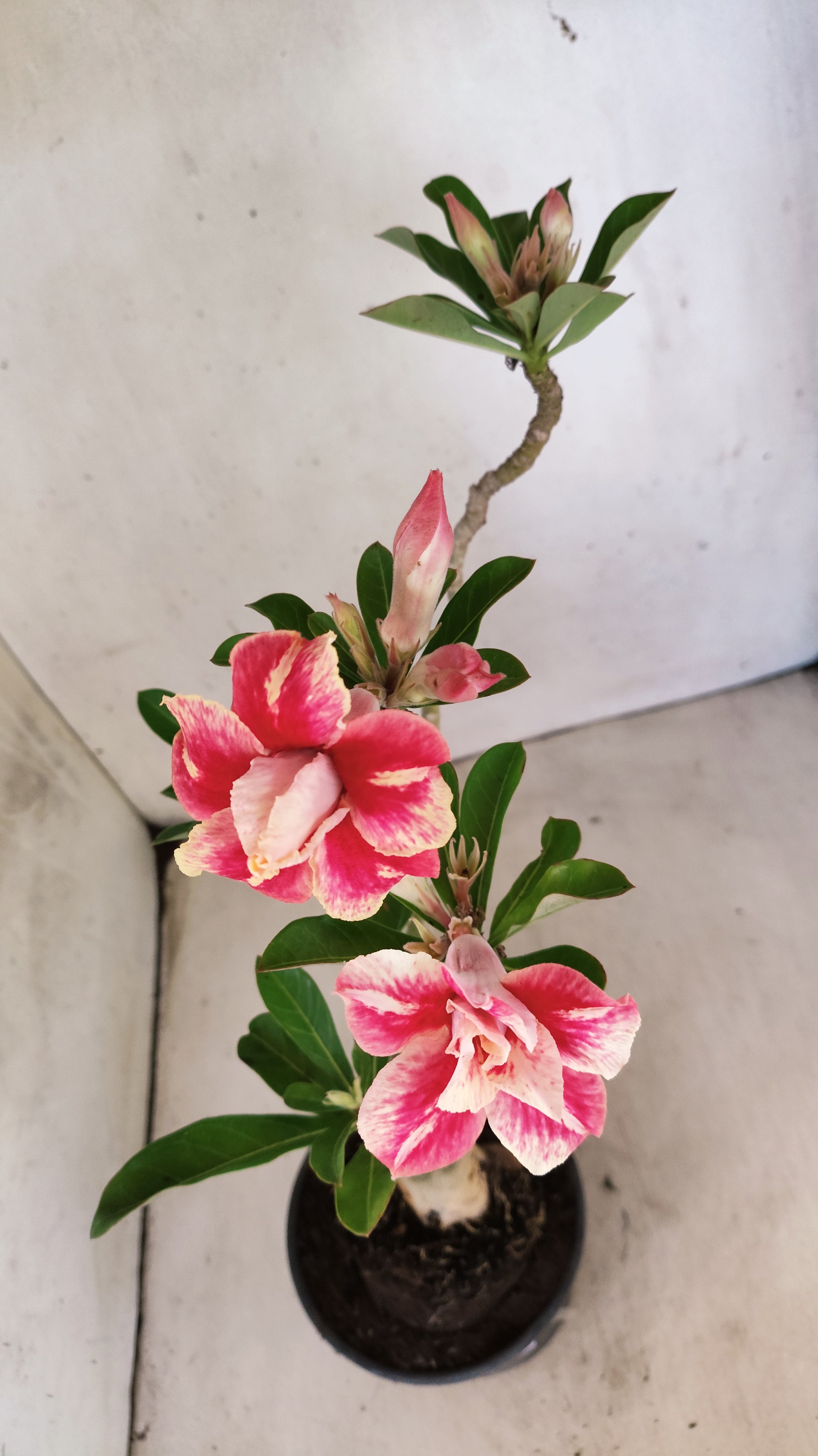 Planta Dobrada 3949 – 35cm – 03 anos