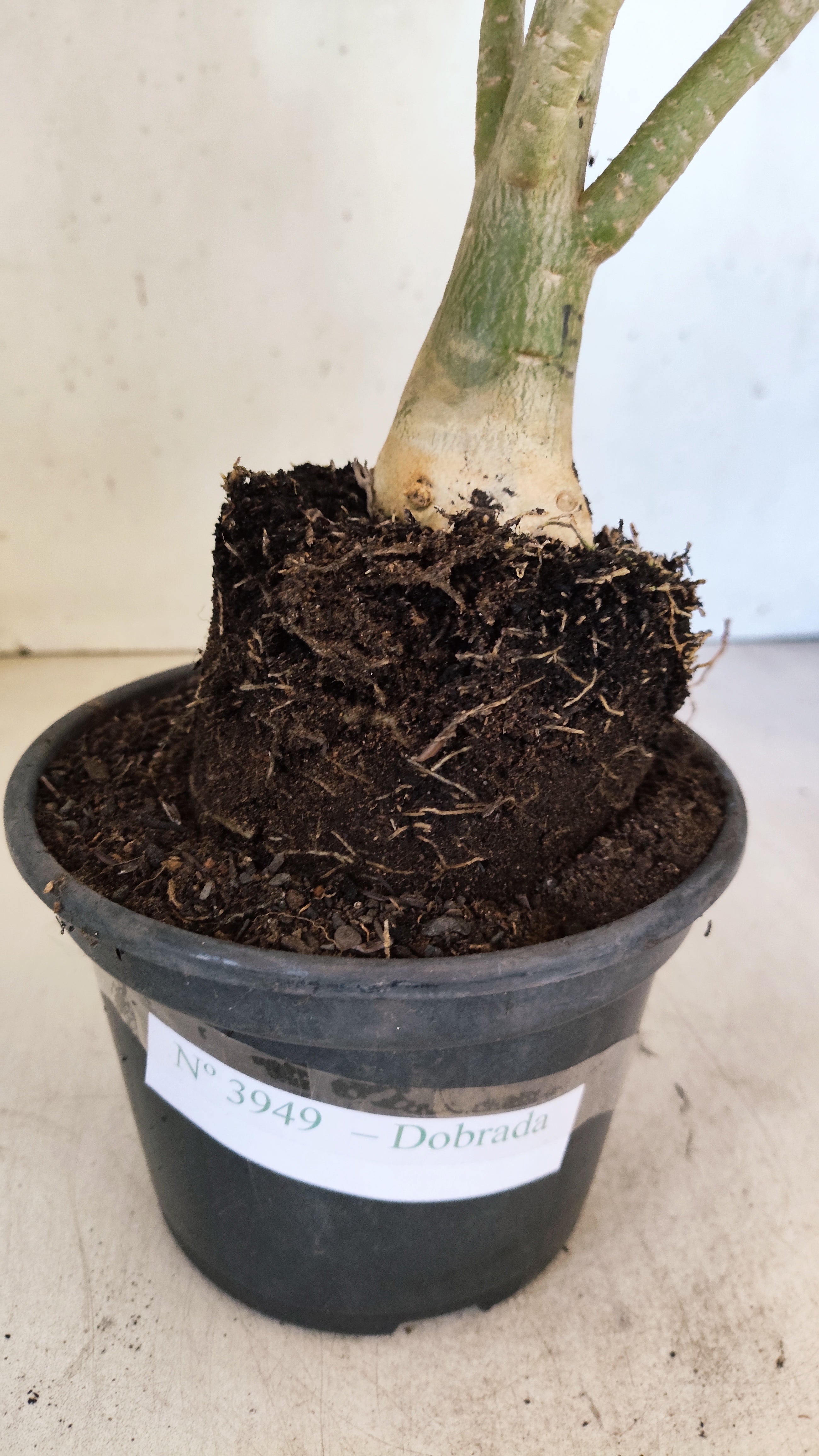 Planta Dobrada 3949 – 35cm – 03 anos