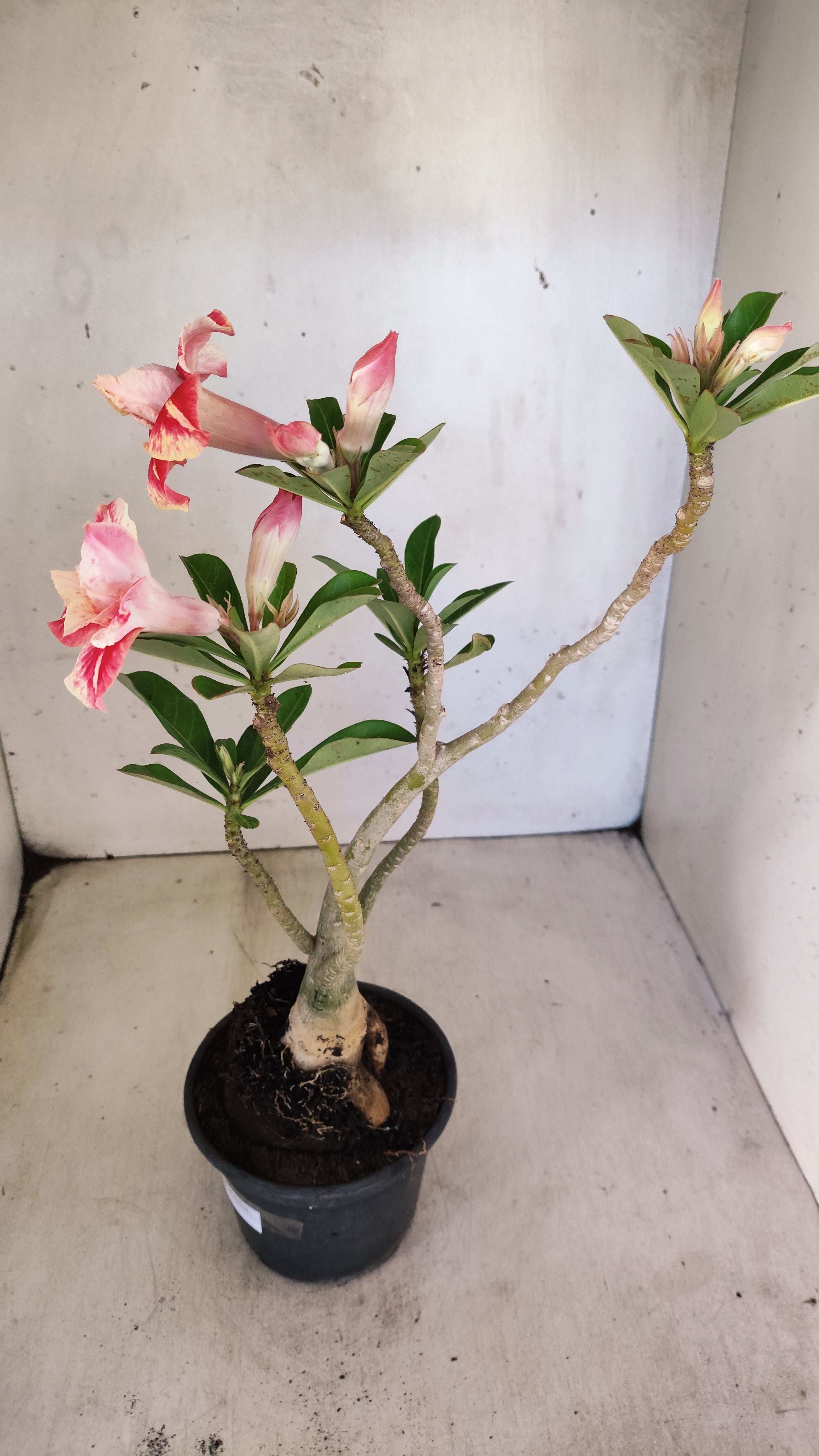 Planta Dobrada 3949 – 35cm – 03 anos