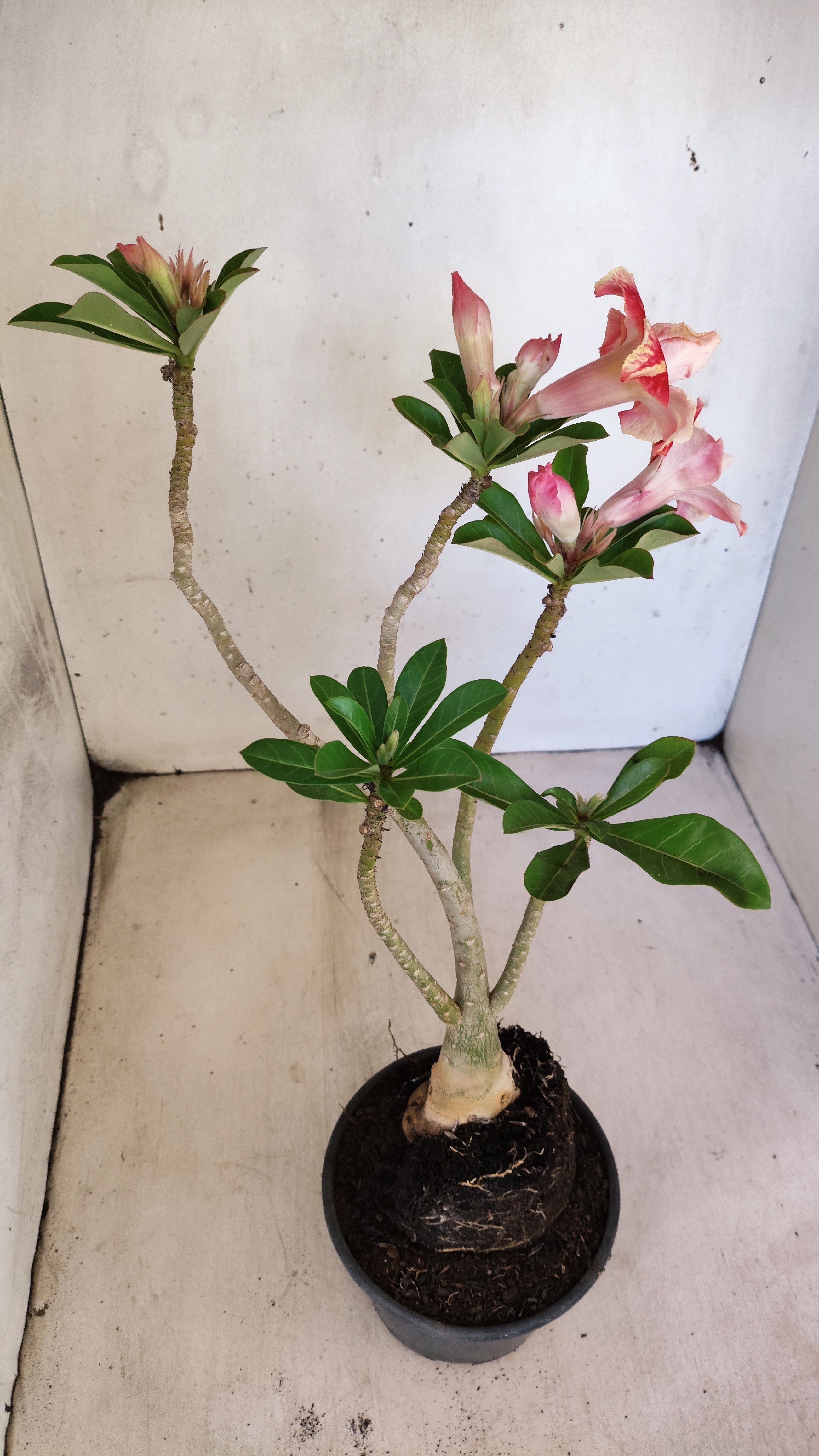 Planta Dobrada 3949 – 35cm – 03 anos