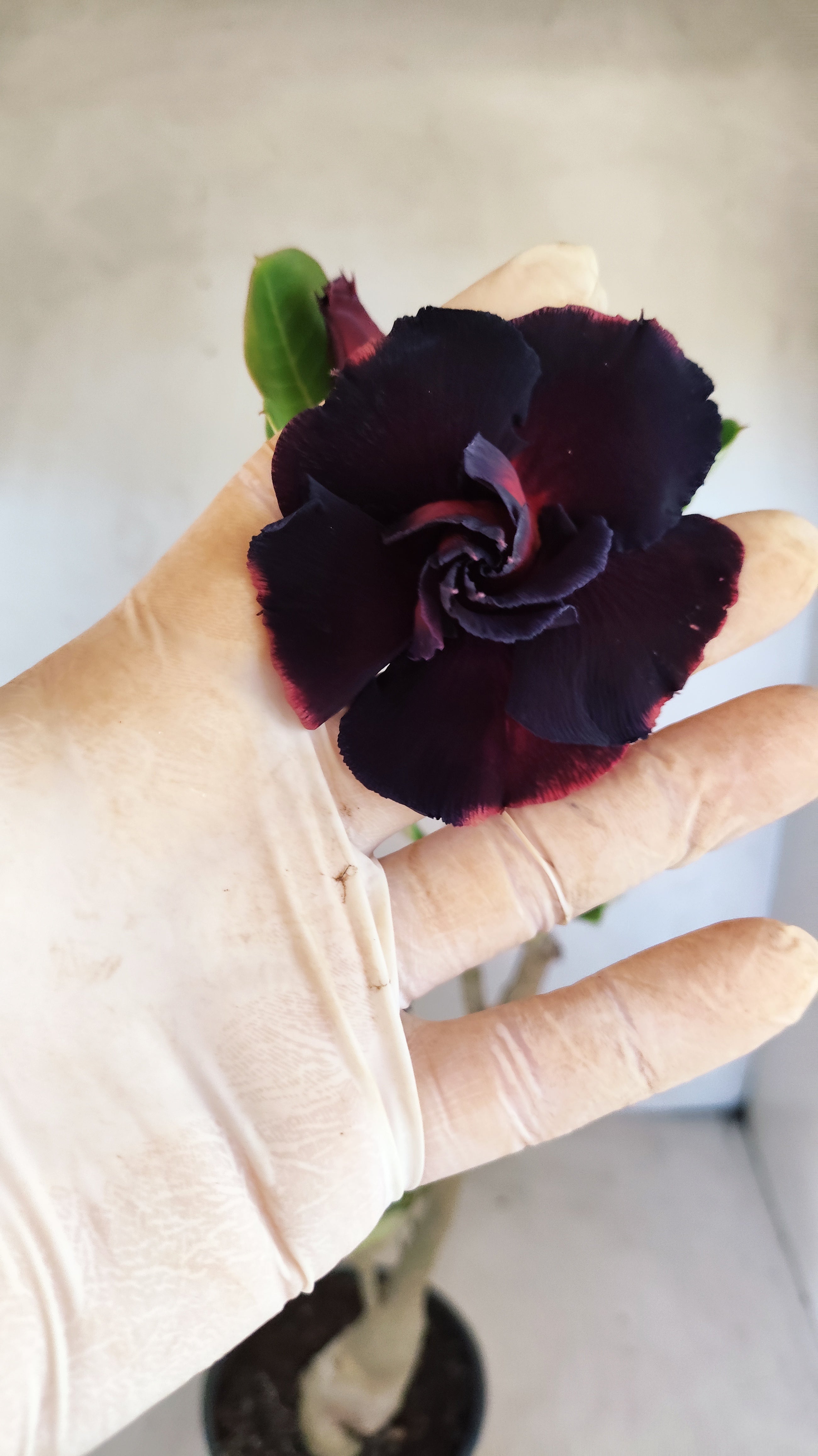 Planta Dobrada 3950 – 35cm – 03 anos