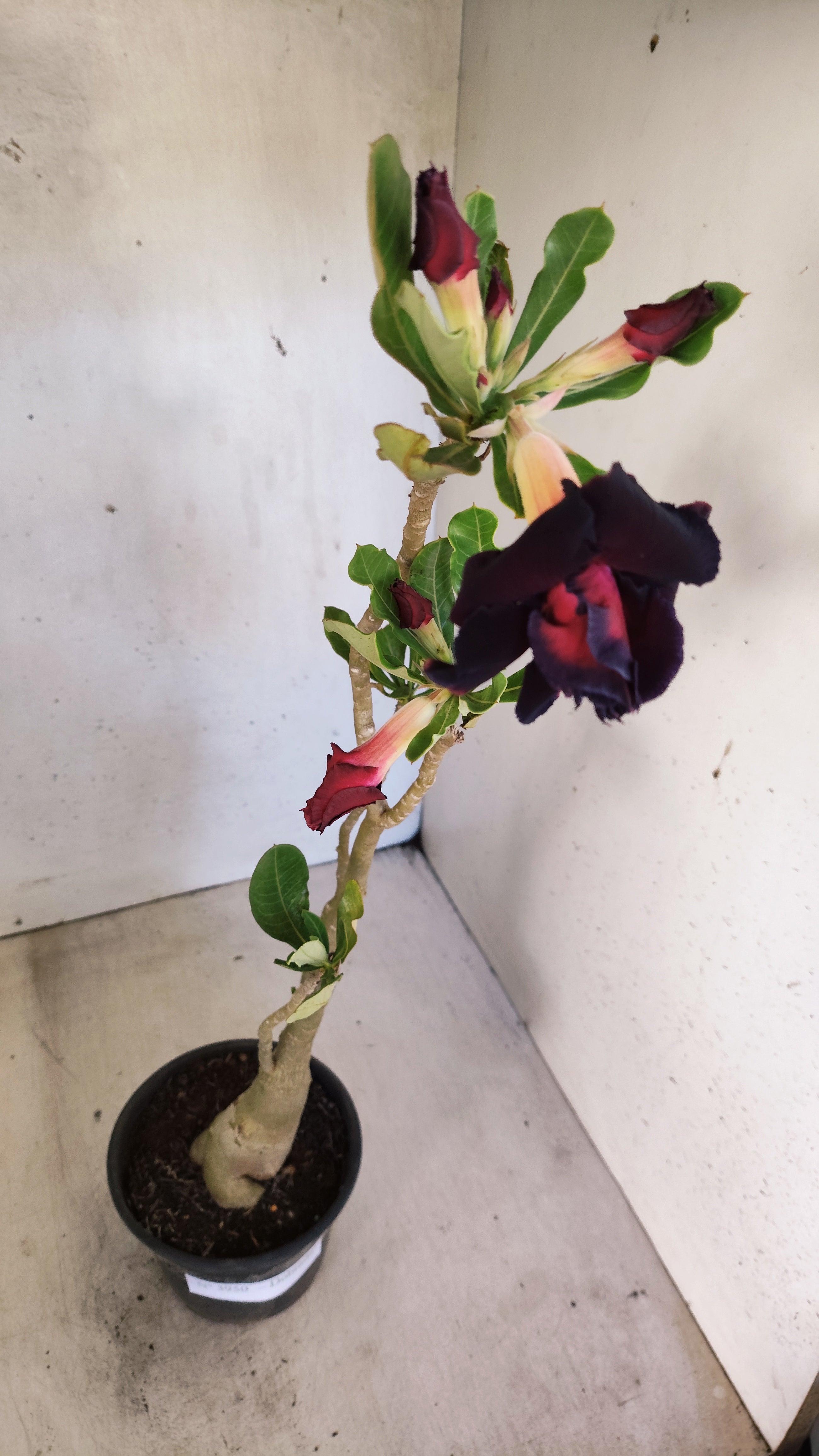 Planta Dobrada 3950 – 35cm – 03 anos