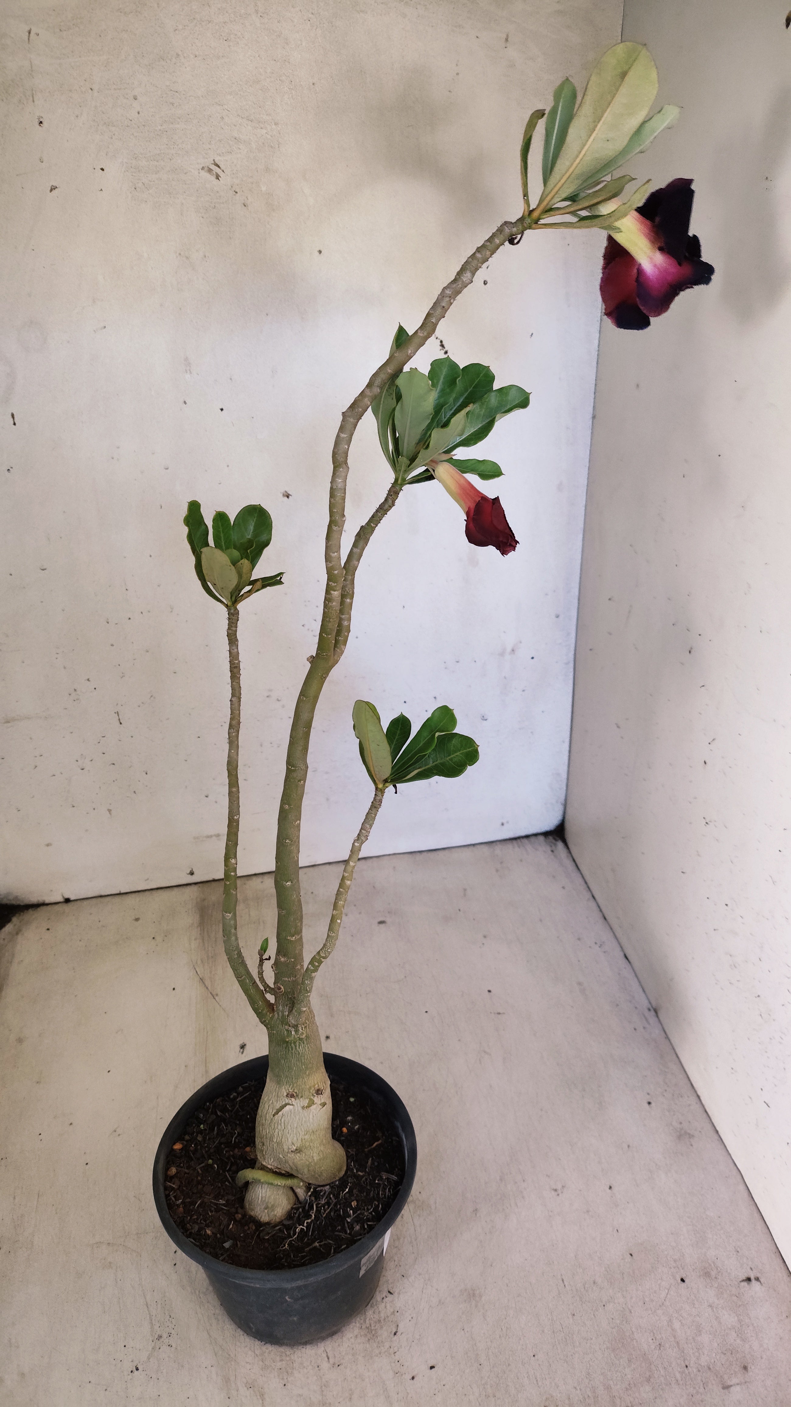 Planta Dobrada 3950 – 35cm – 03 anos