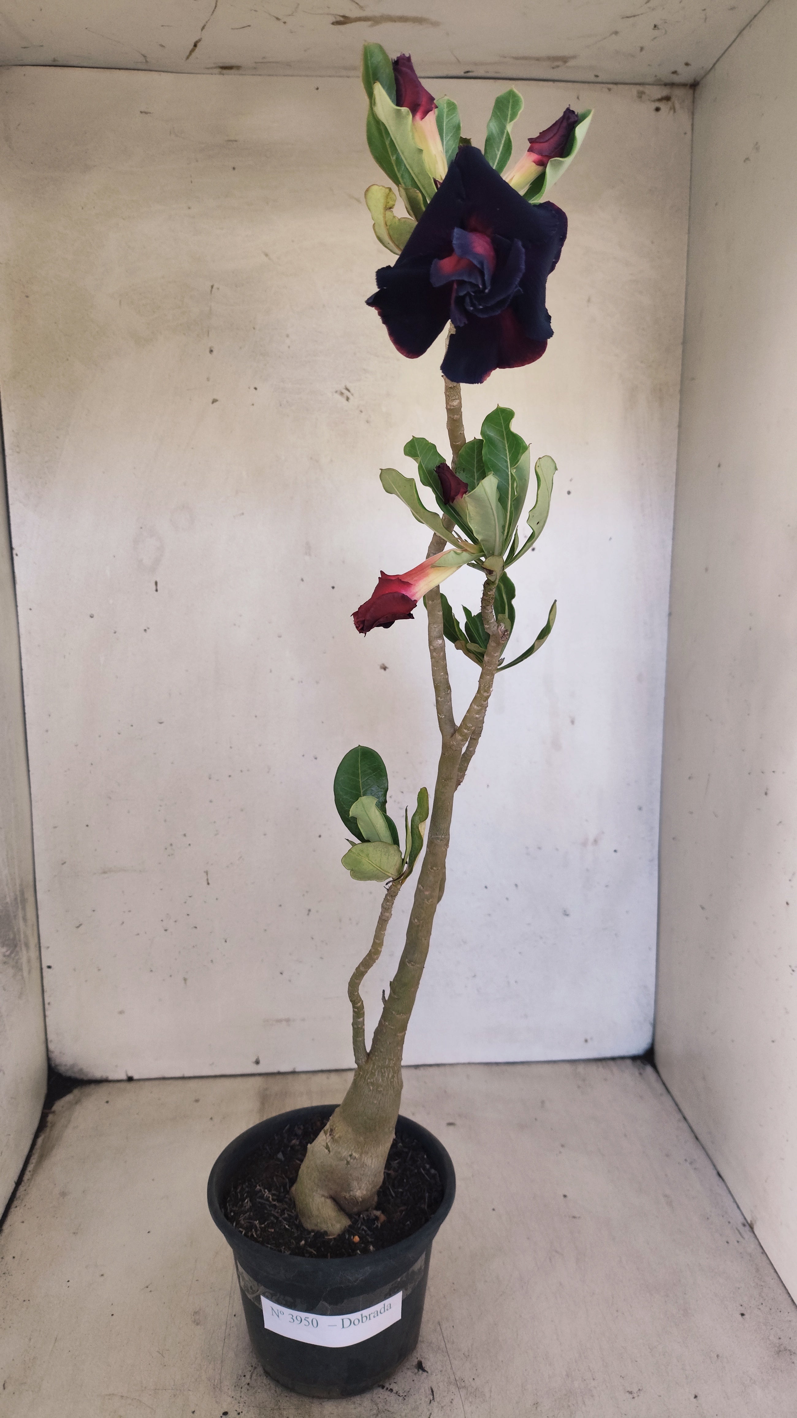 Planta Dobrada 3950 – 35cm – 03 anos