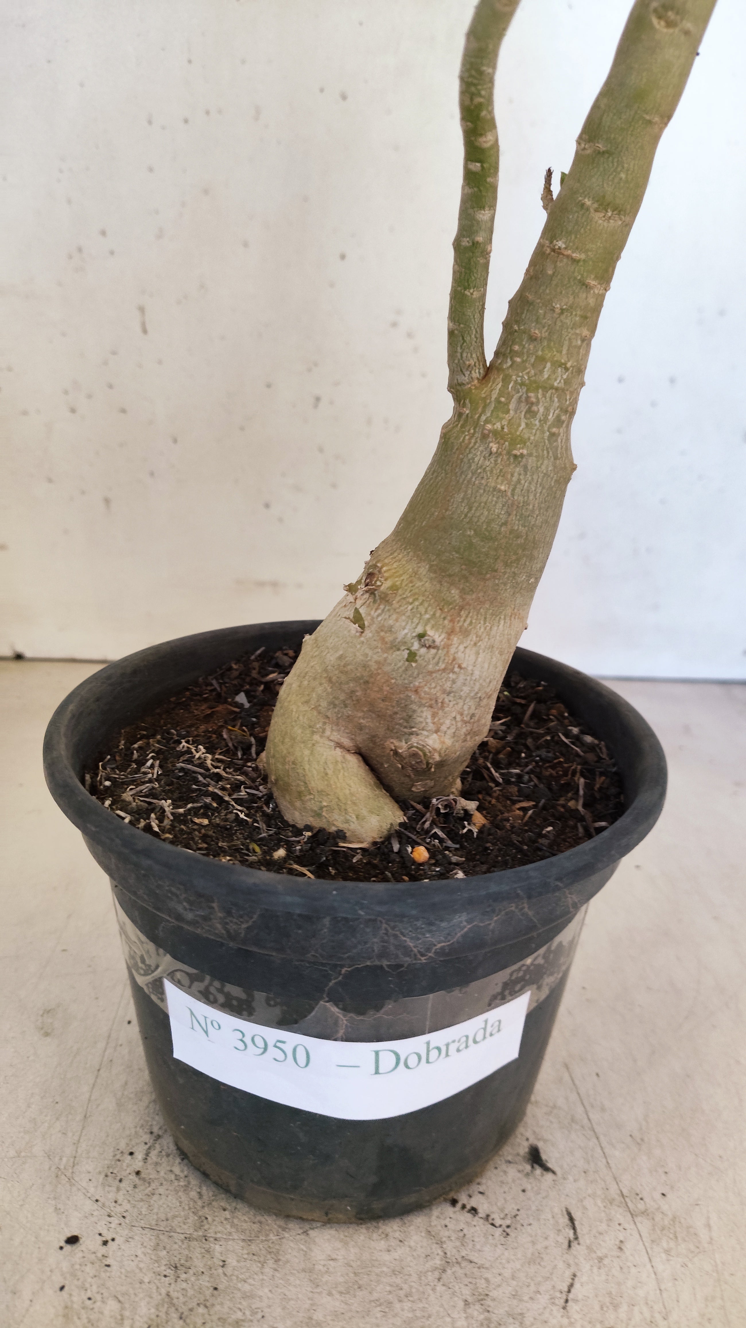 Planta Dobrada 3950 – 35cm – 03 anos
