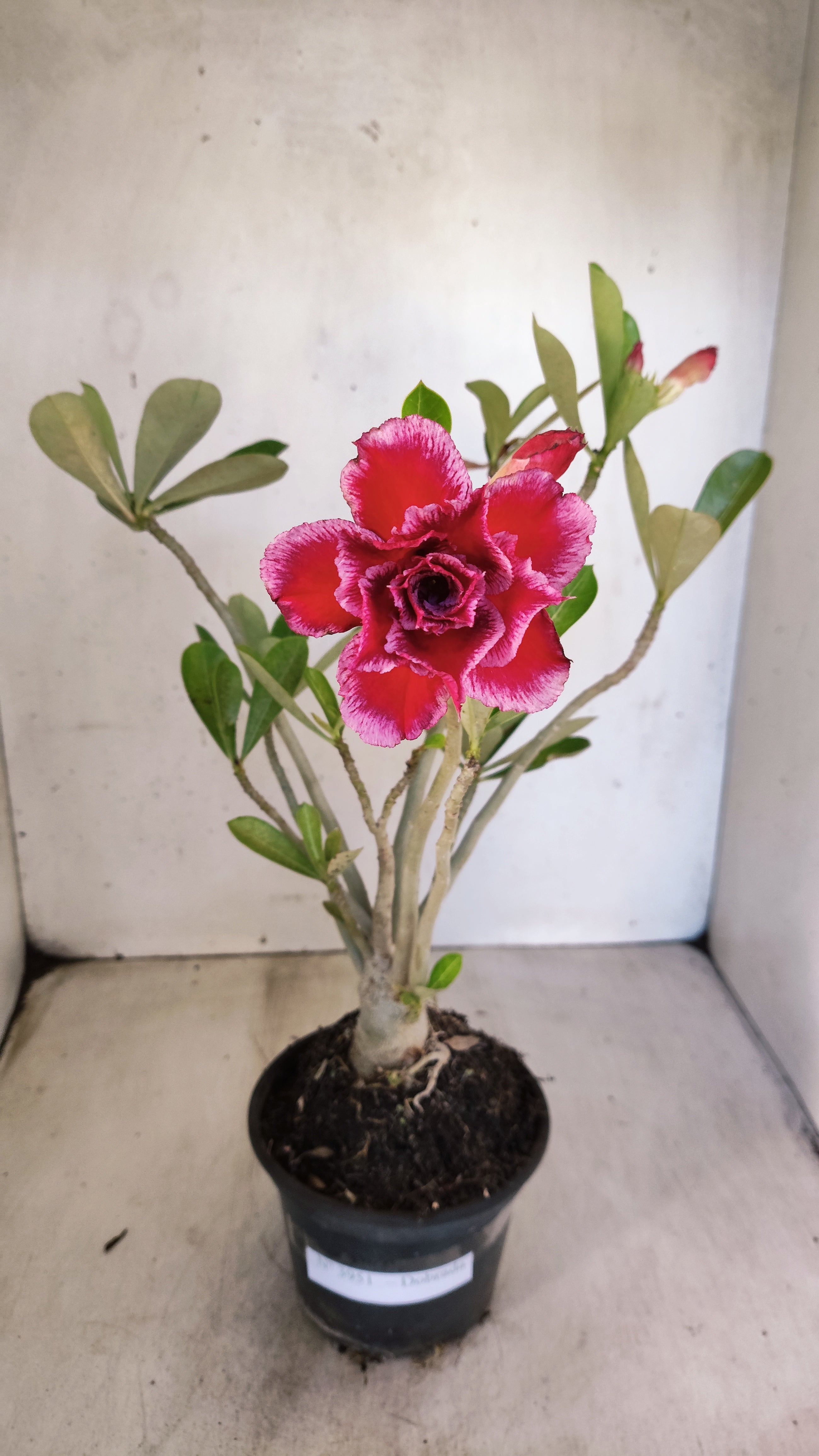 Planta Dobrada 3951 – 35cm – 03 anos