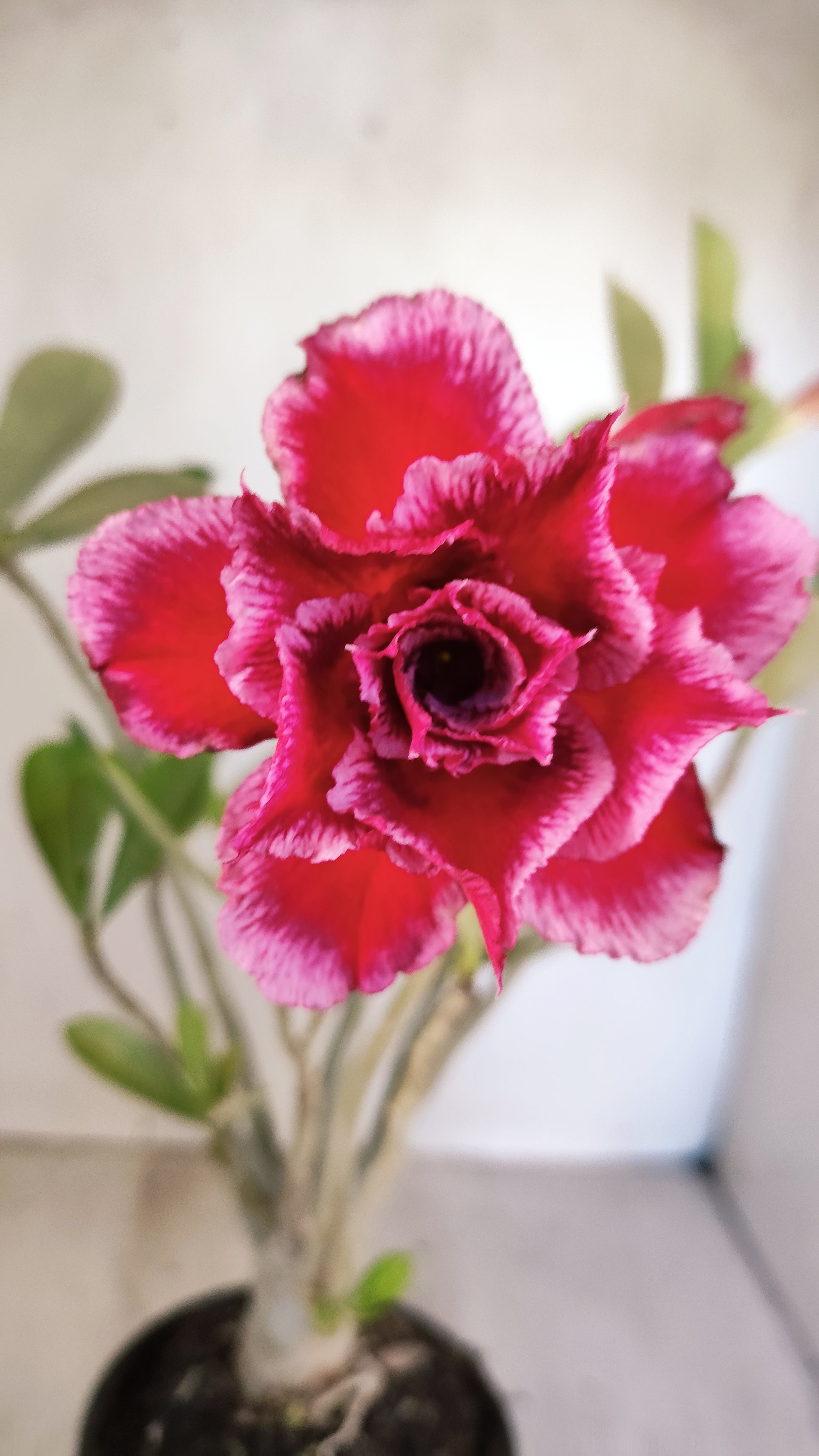 Planta Dobrada 3951 – 35cm – 03 anos
