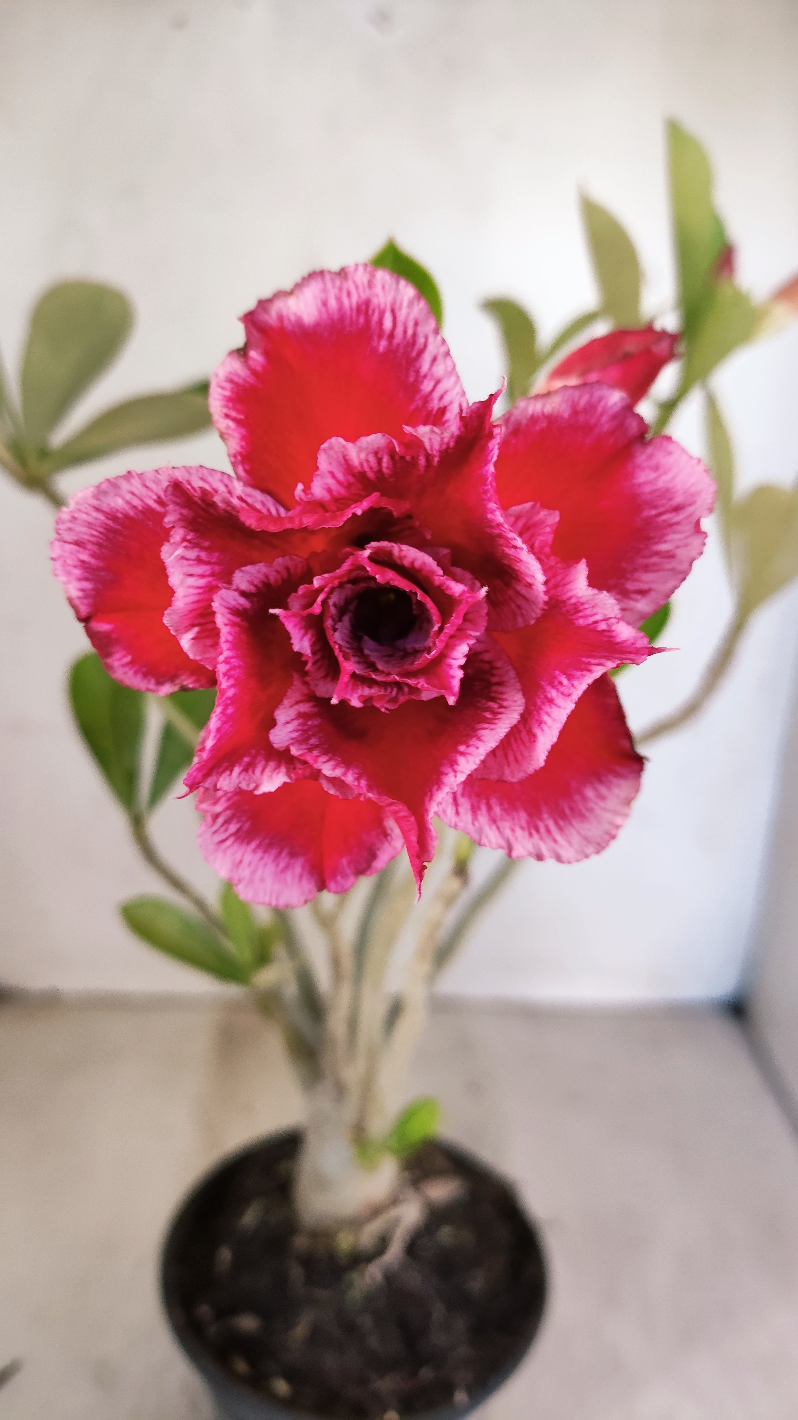 Planta Dobrada 3951 – 35cm – 03 anos